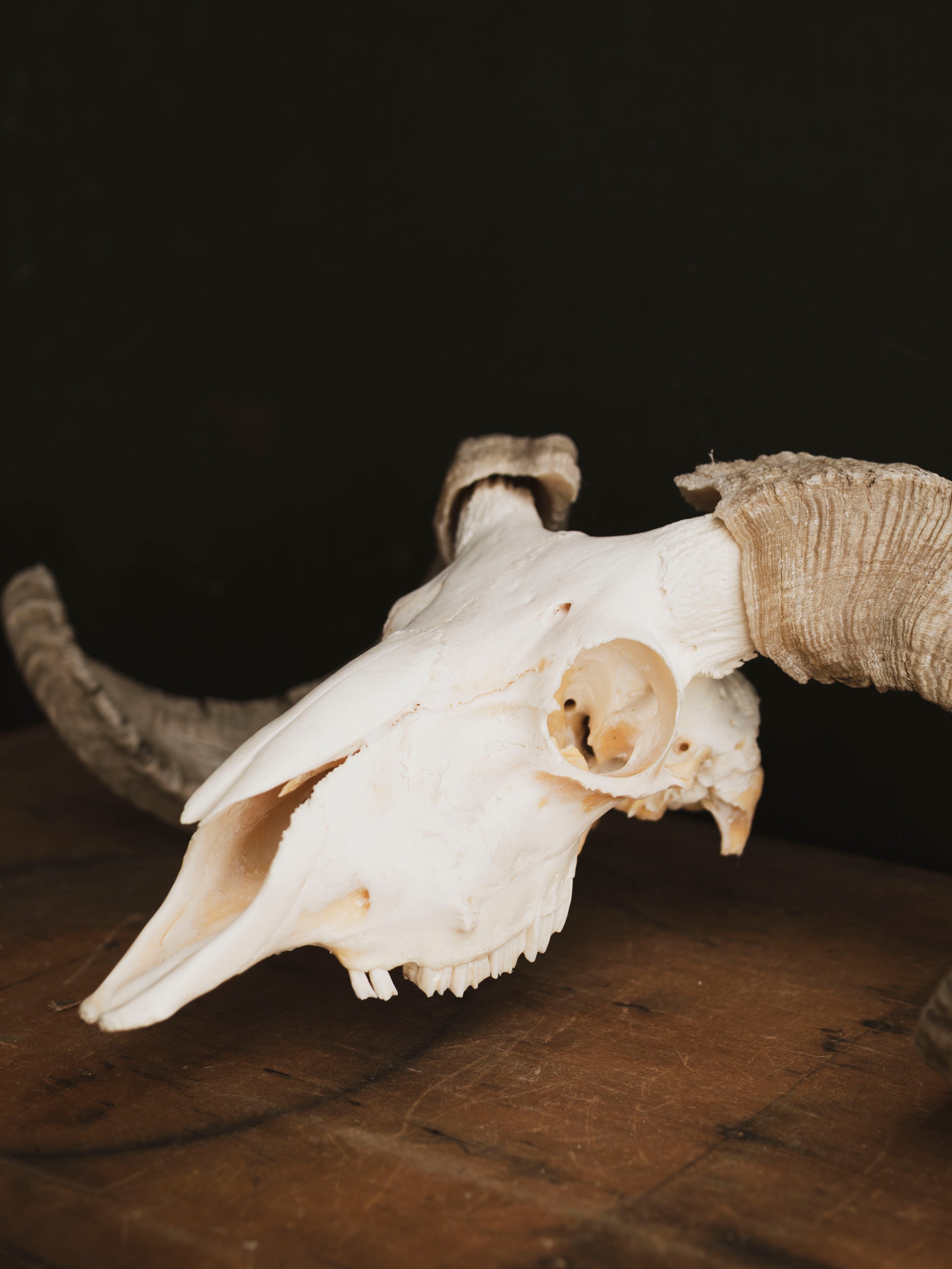 Merino Sheep Skull, SB1420