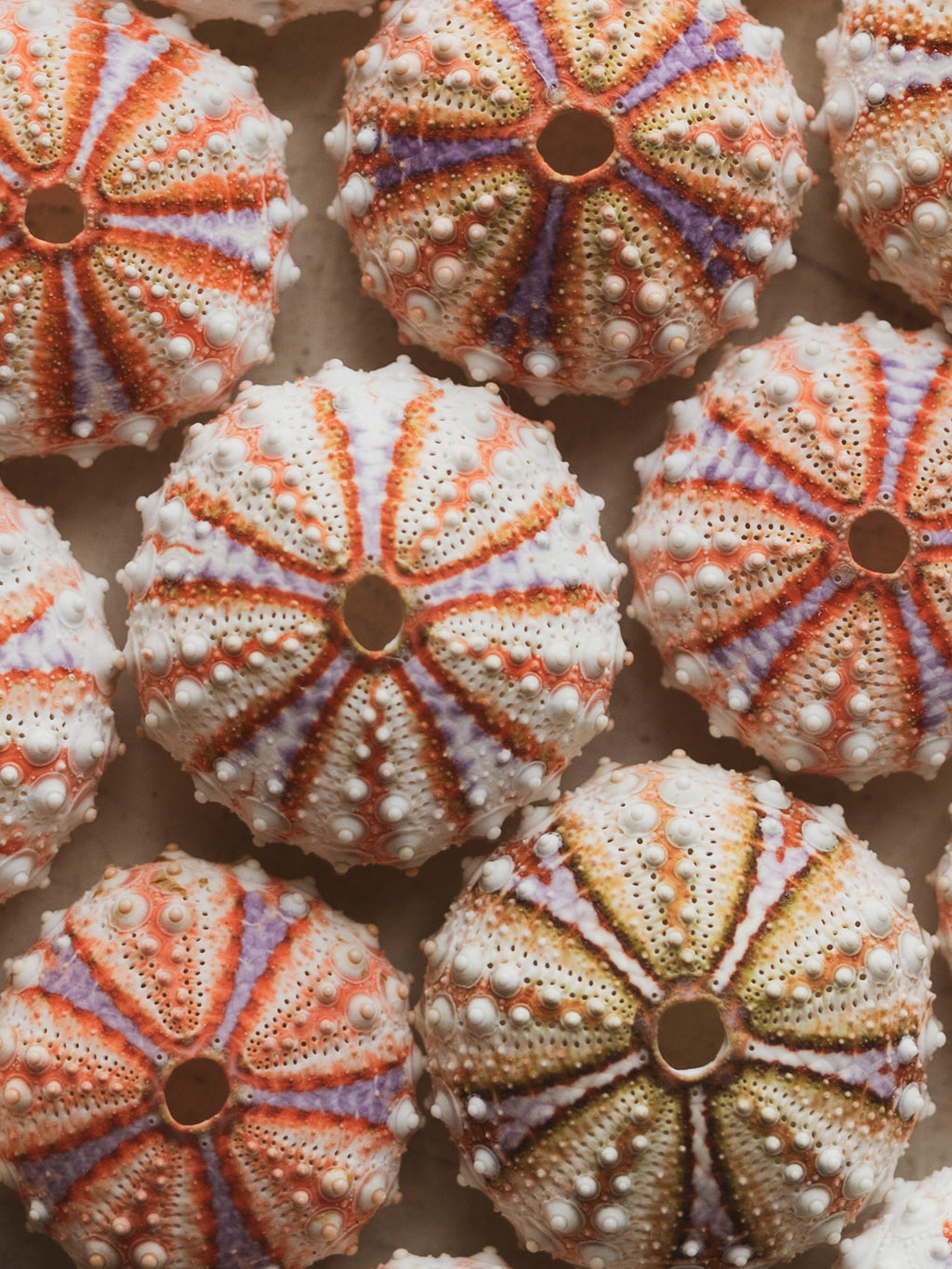 Painted Sea Urchin, NA732