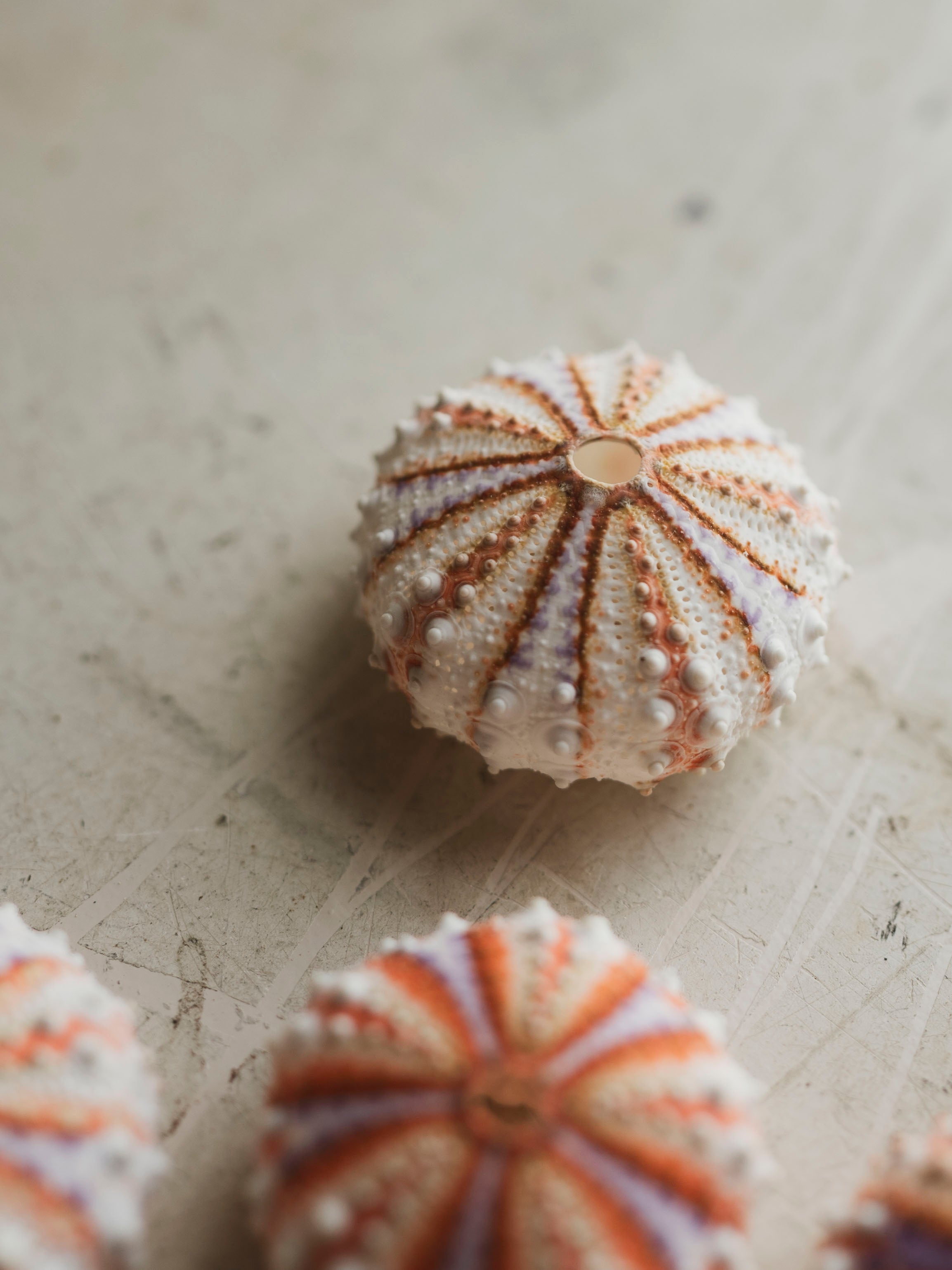 Painted Sea Urchin, NA732