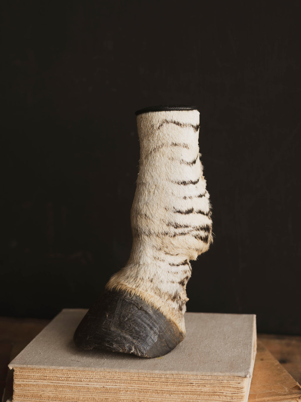 Preserved Zebra Foot, PS139