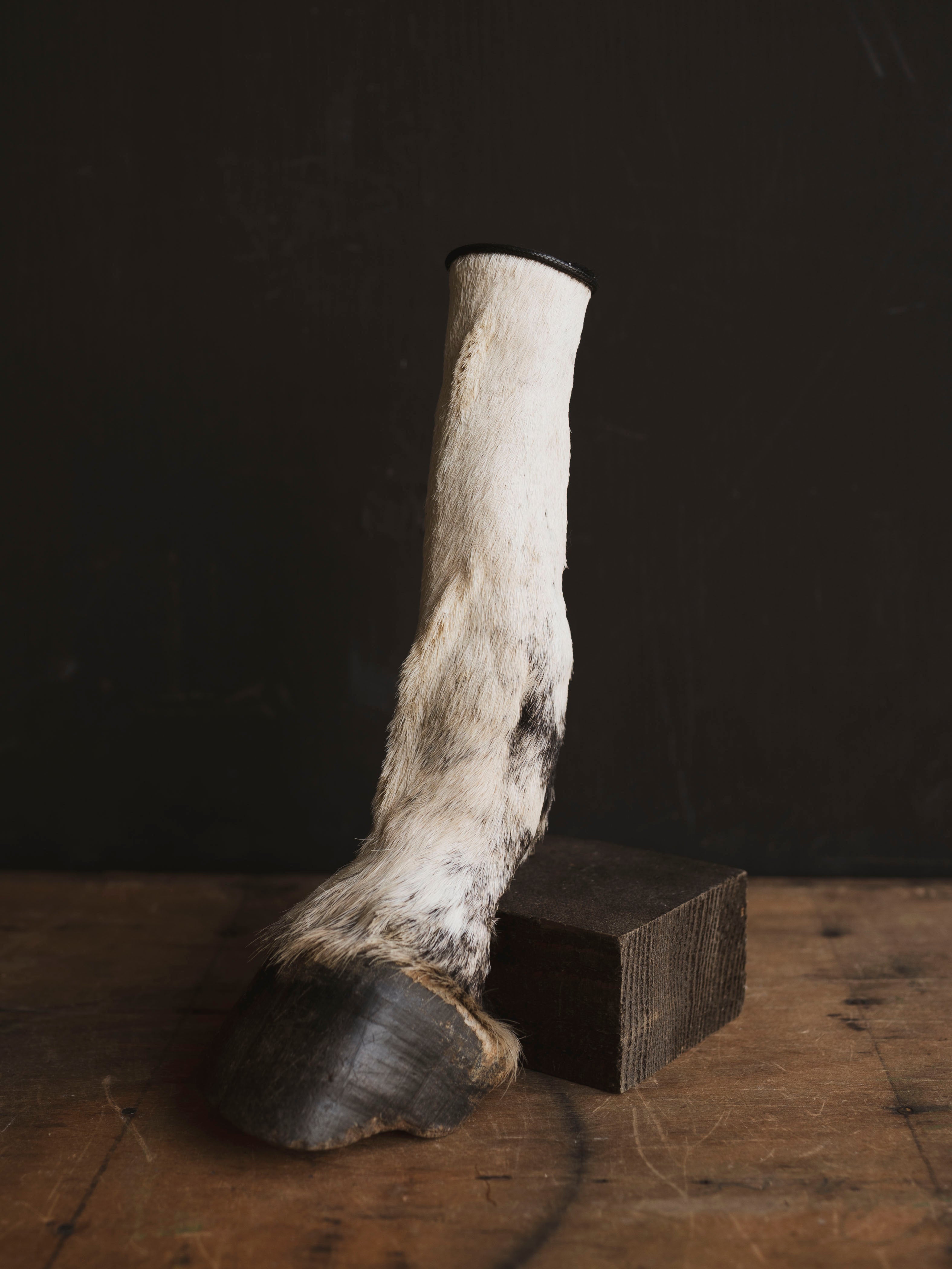 Preserved Zebra Foot, PS157