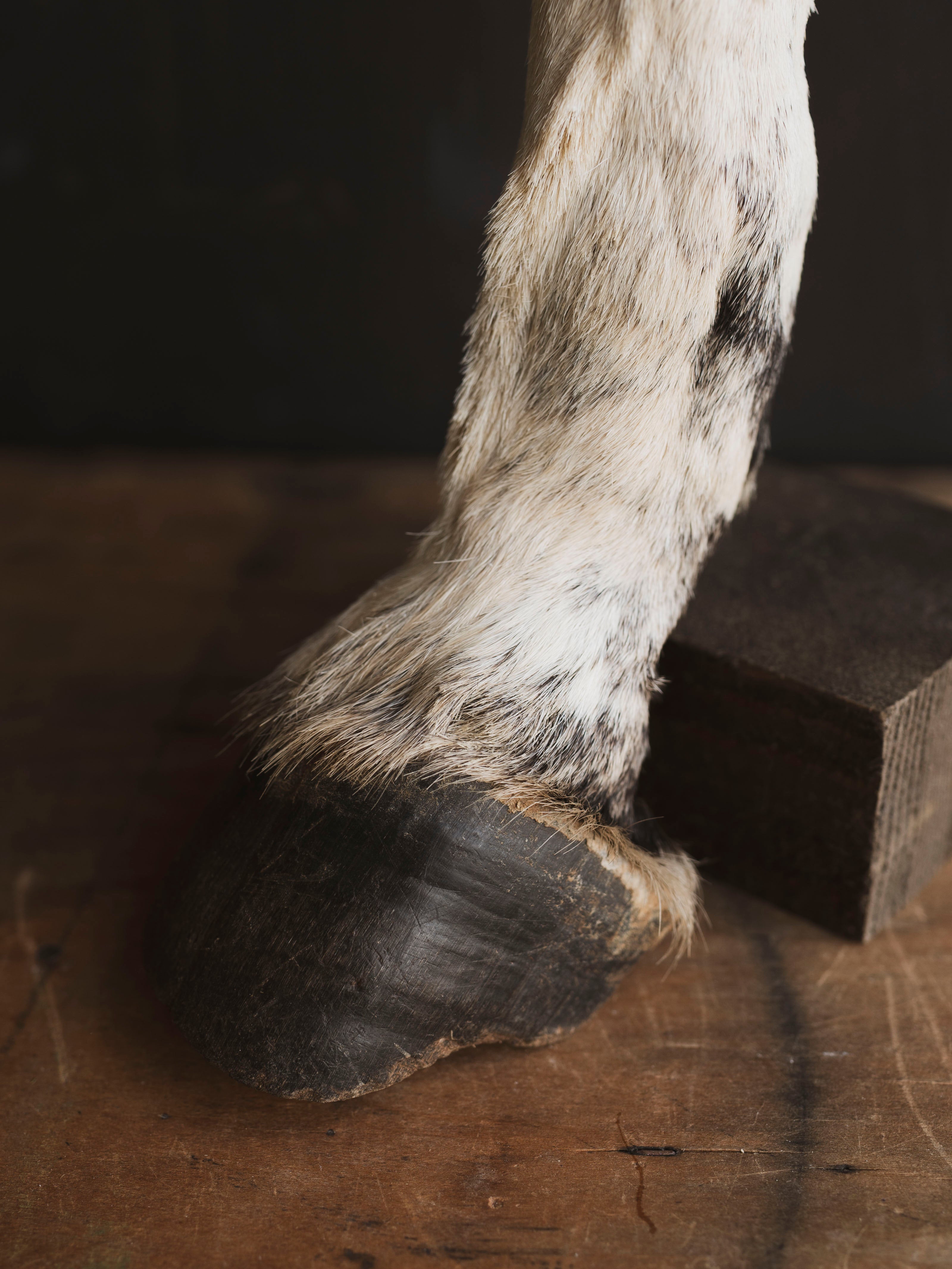 Preserved Zebra Foot, PS157