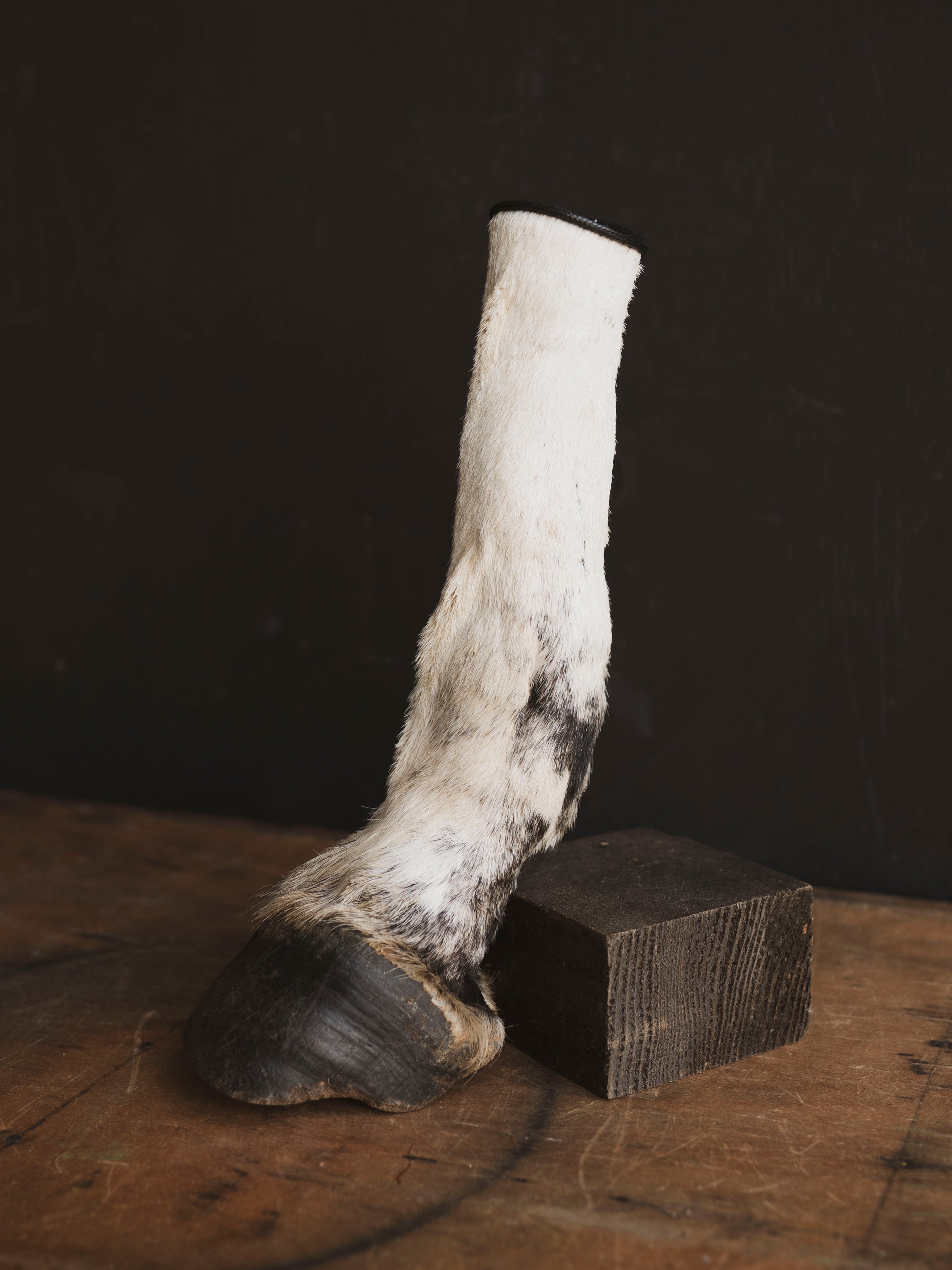 Preserved Zebra Foot, PS157