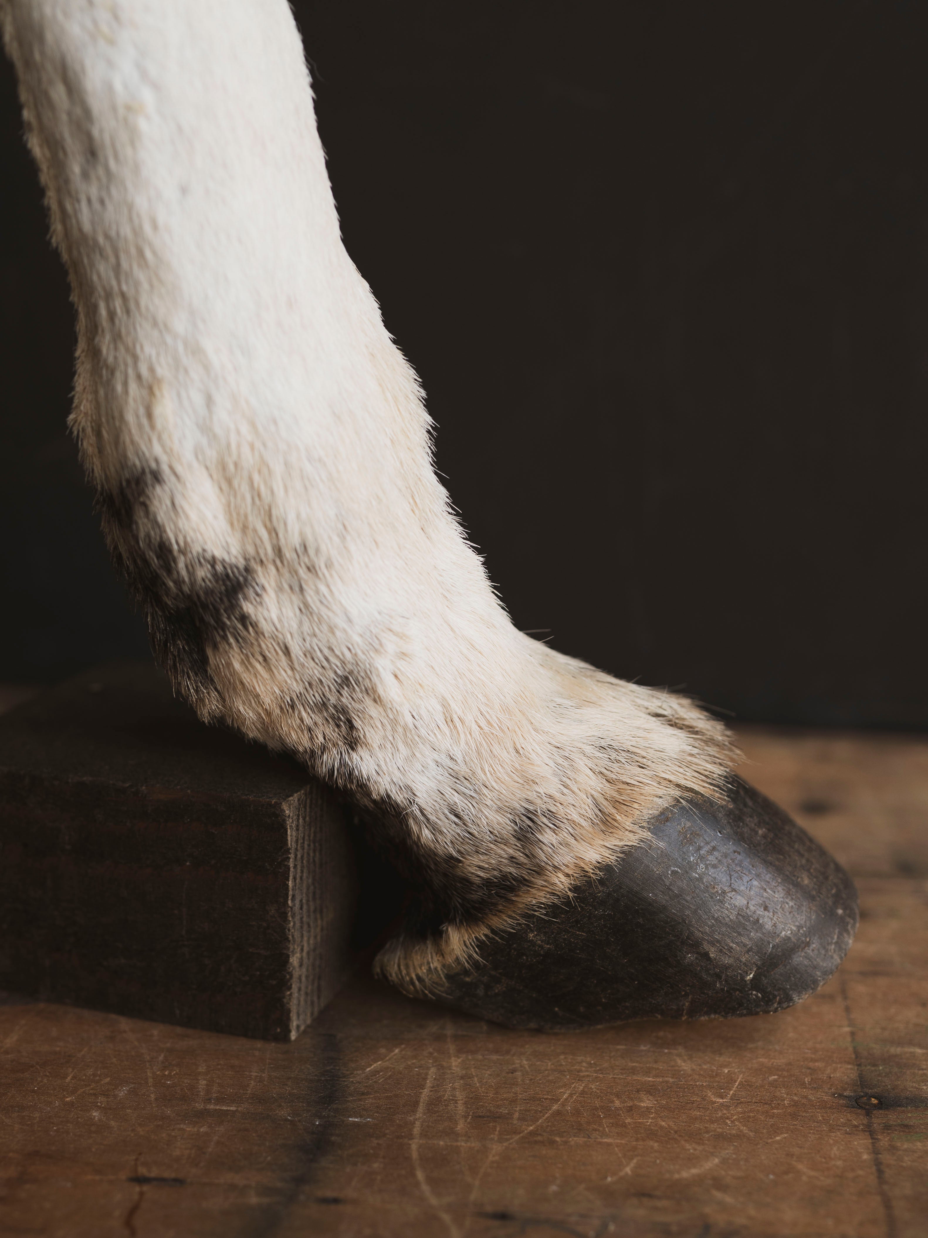 Preserved Zebra Foot, PS157