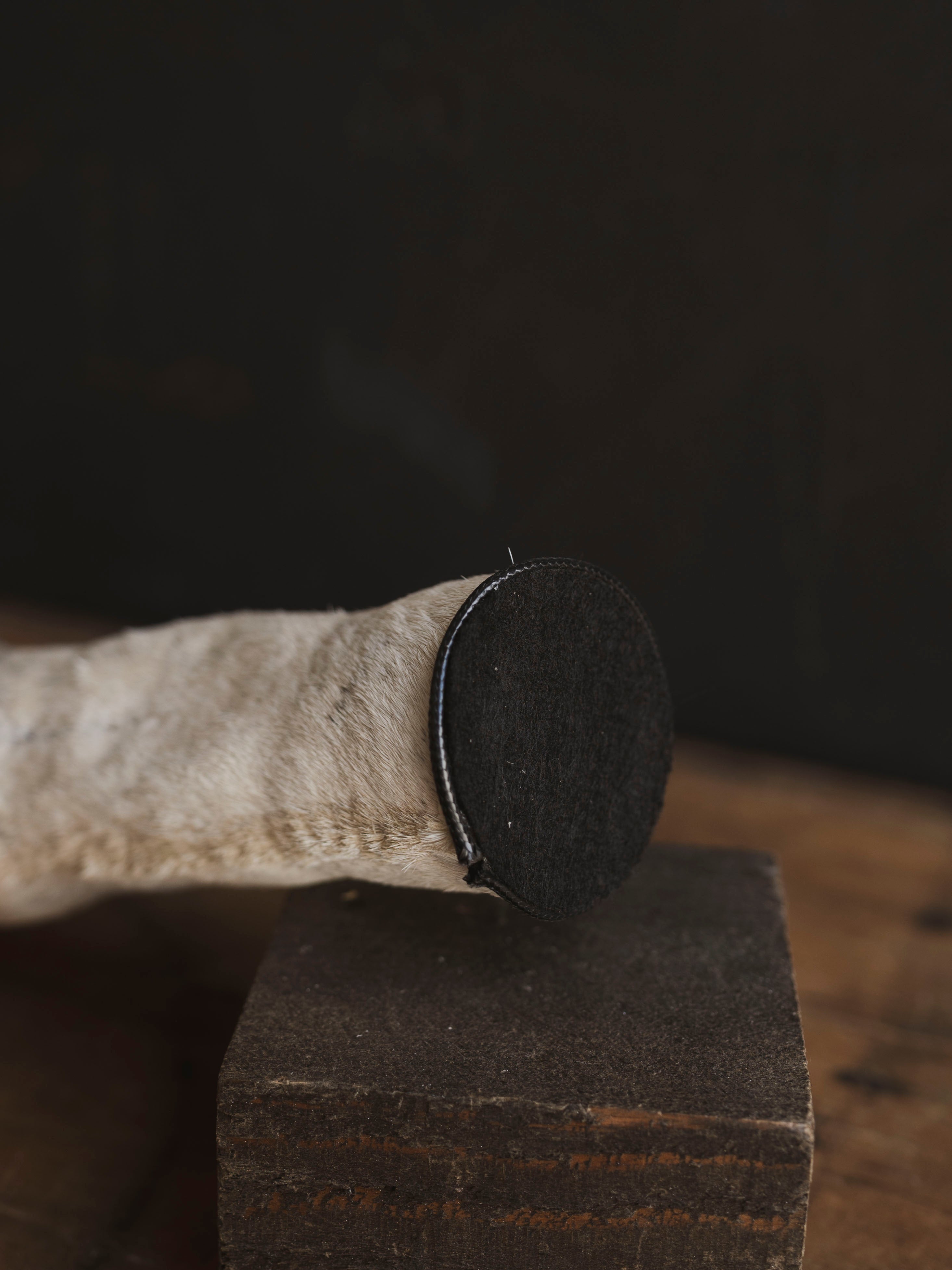 Preserved Zebra Foot, PS157