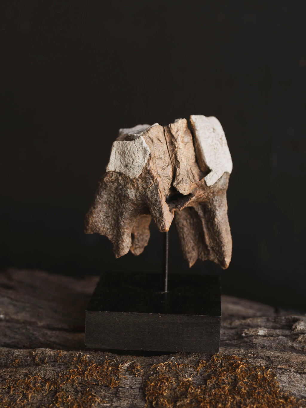 Fossilized Woolly Rhinoceros Tooth On Stand, RM331