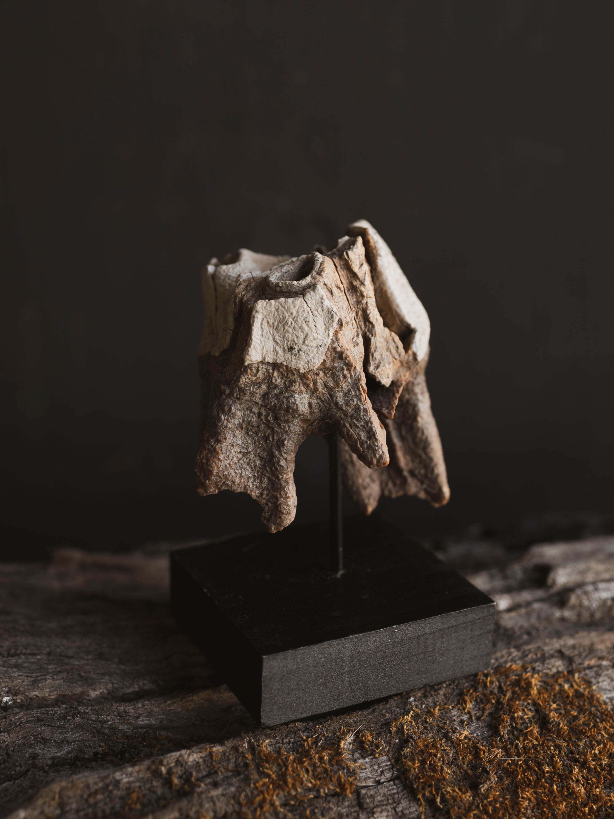Fossilized Woolly Rhinoceros Tooth On Stand, RM331