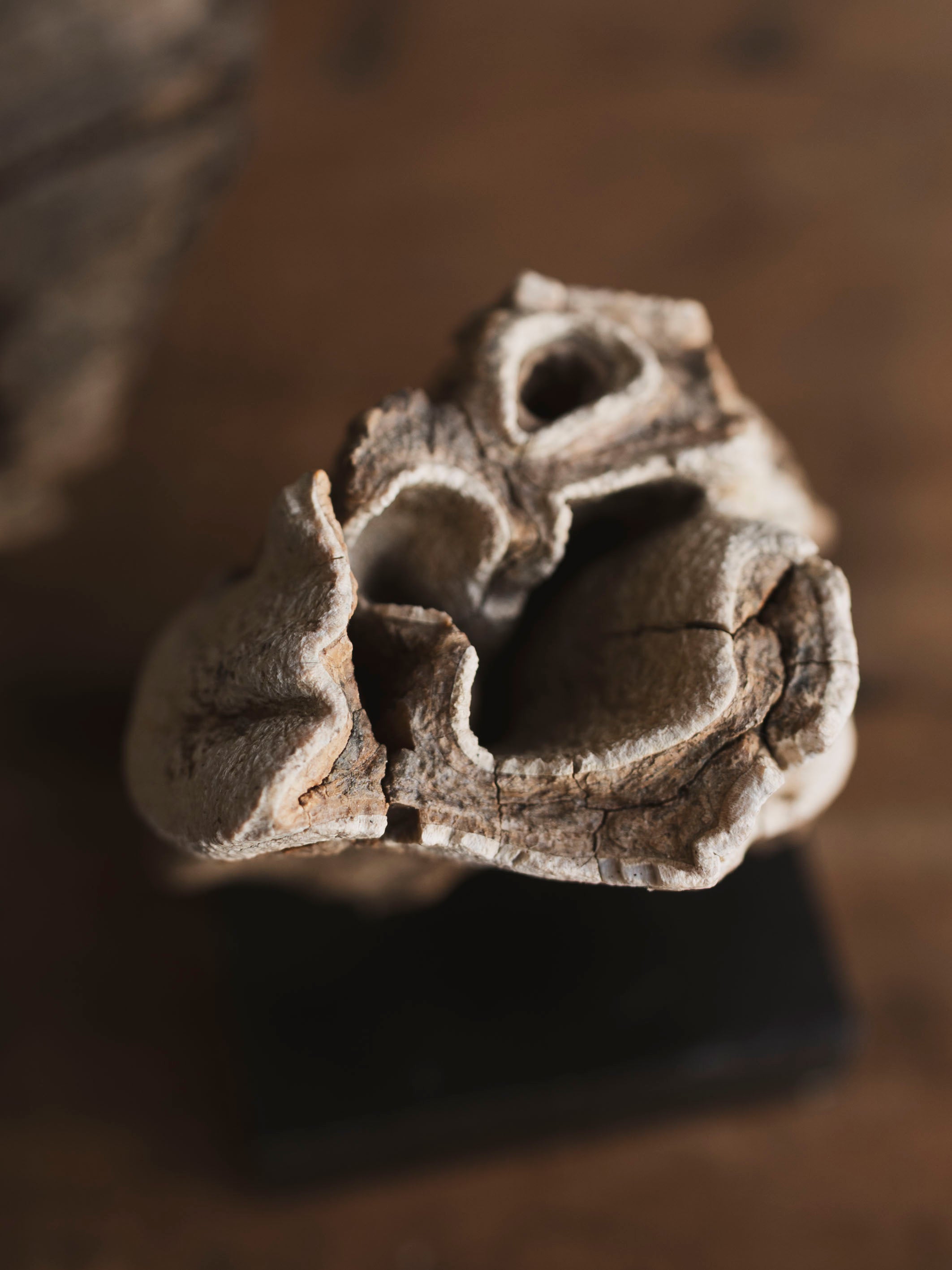 Fossilized Woolly Rhinoceros Tooth On Stand, RM331