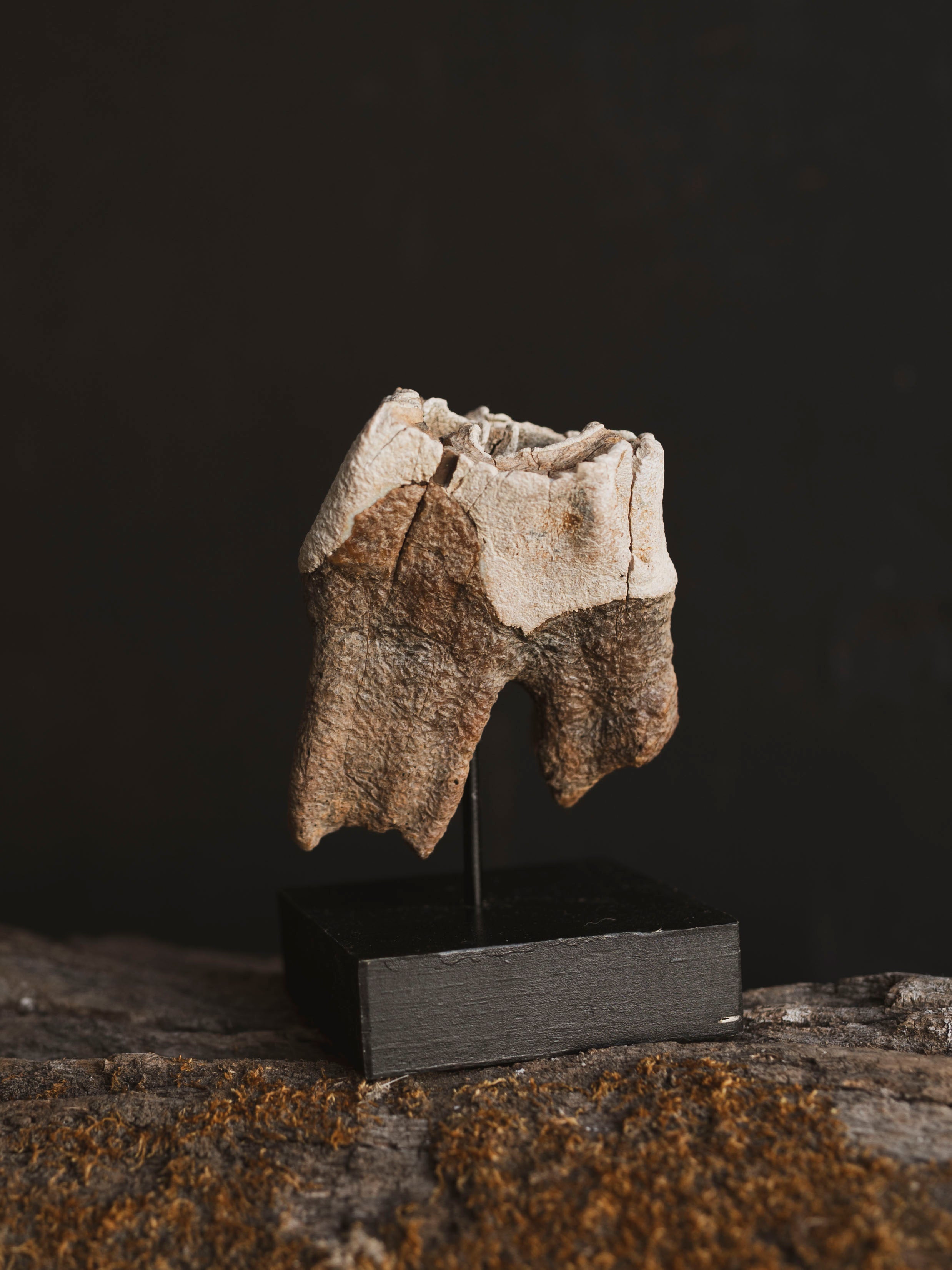 Fossilized Woolly Rhinoceros Tooth On Stand, RM331