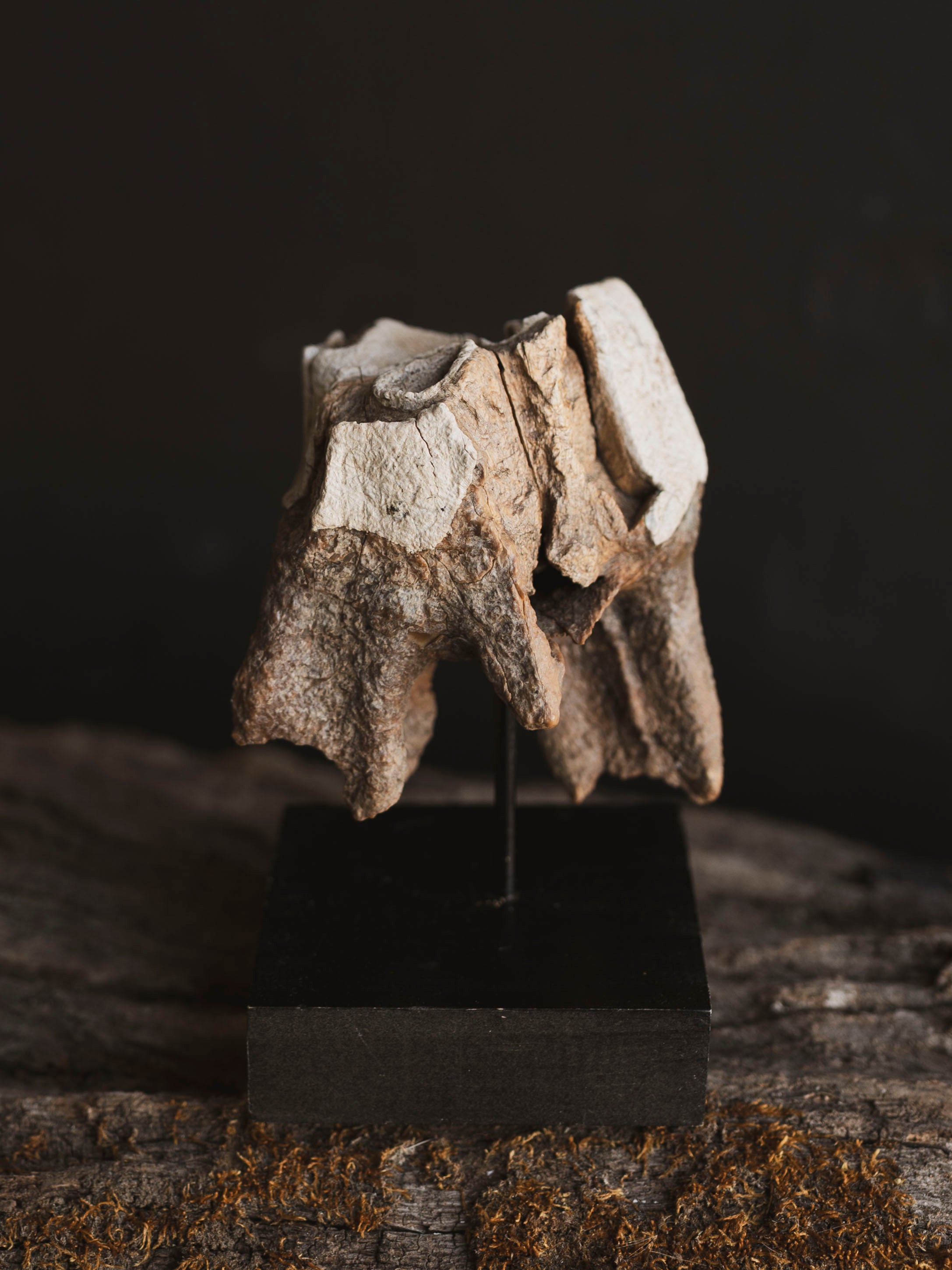 Fossilized Woolly Rhinoceros Tooth On Stand, RM331