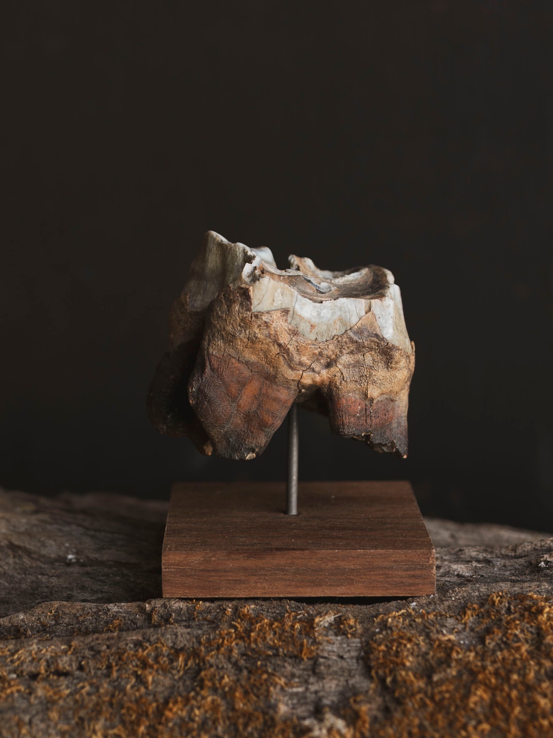 Fossilized Woolly Rhinoceros Tooth On Stand, RM238