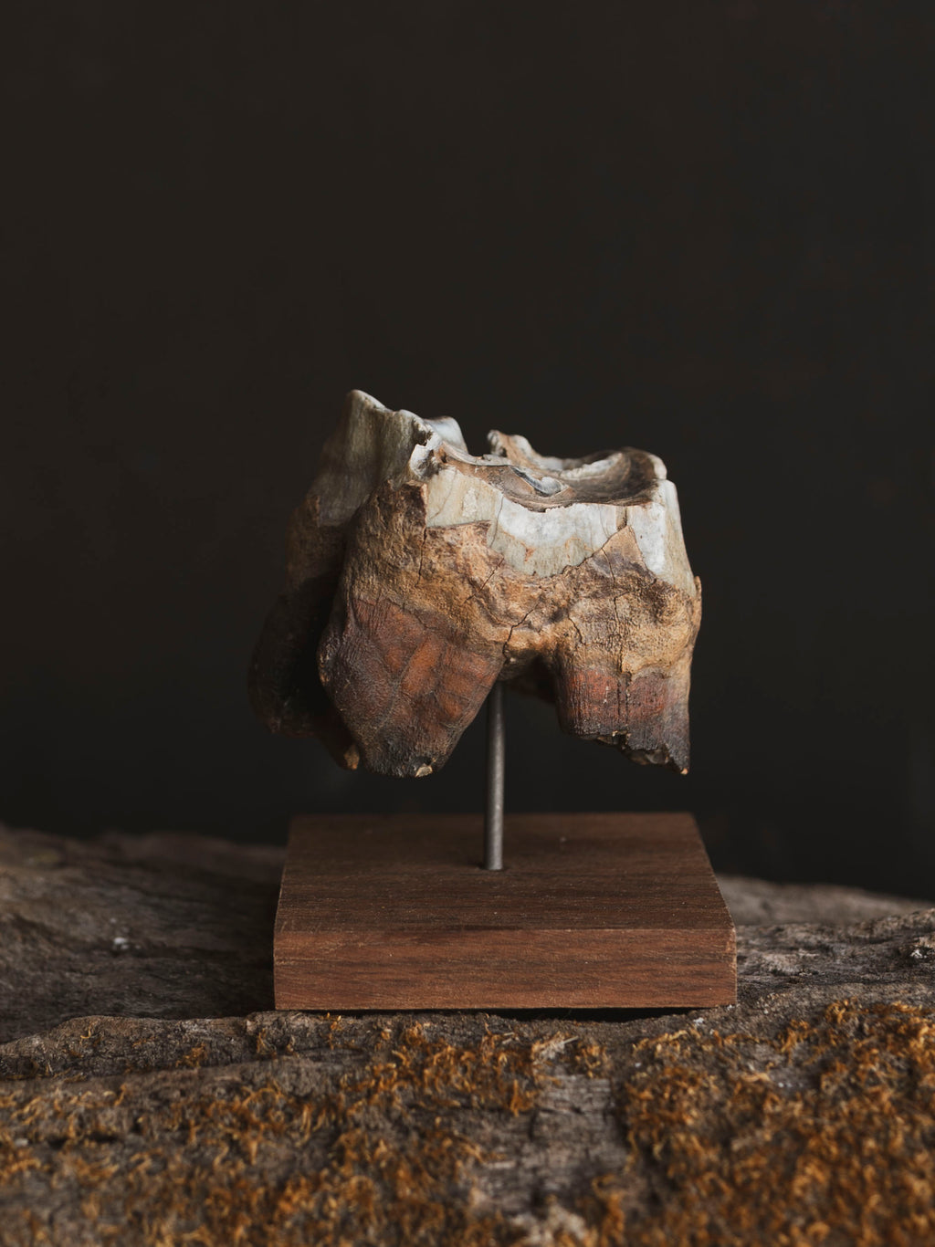 Fossilized Woolly Rhinoceros Tooth On Stand, RM238
