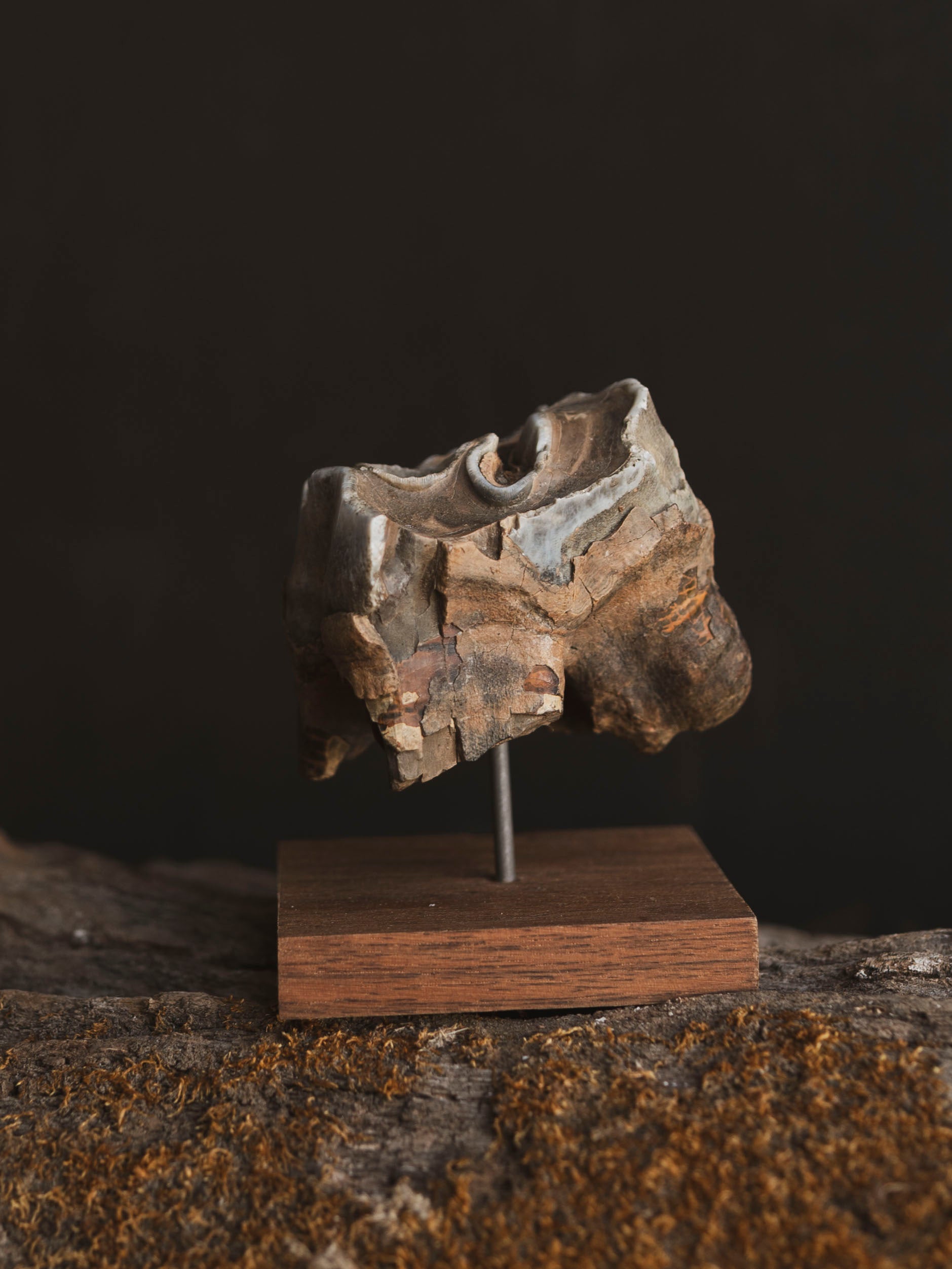 Fossilized Woolly Rhinoceros Tooth On Stand, RM238
