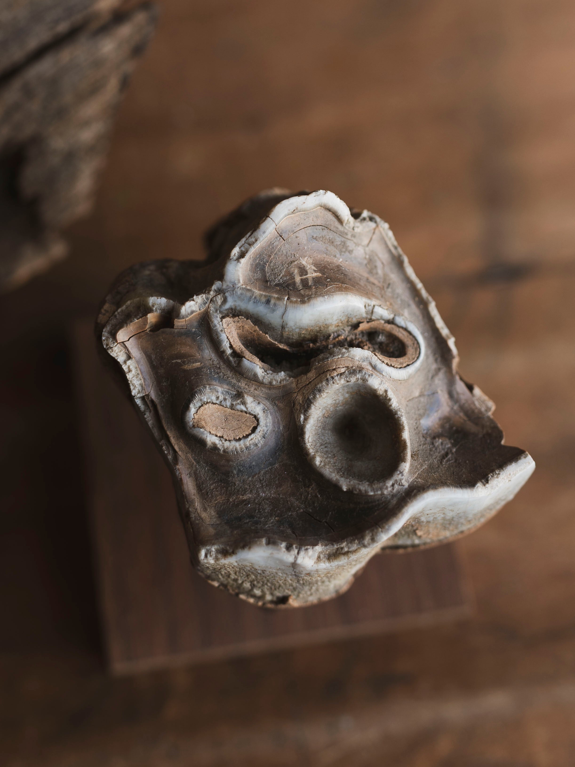 Fossilized Woolly Rhinoceros Tooth On Stand, RM238