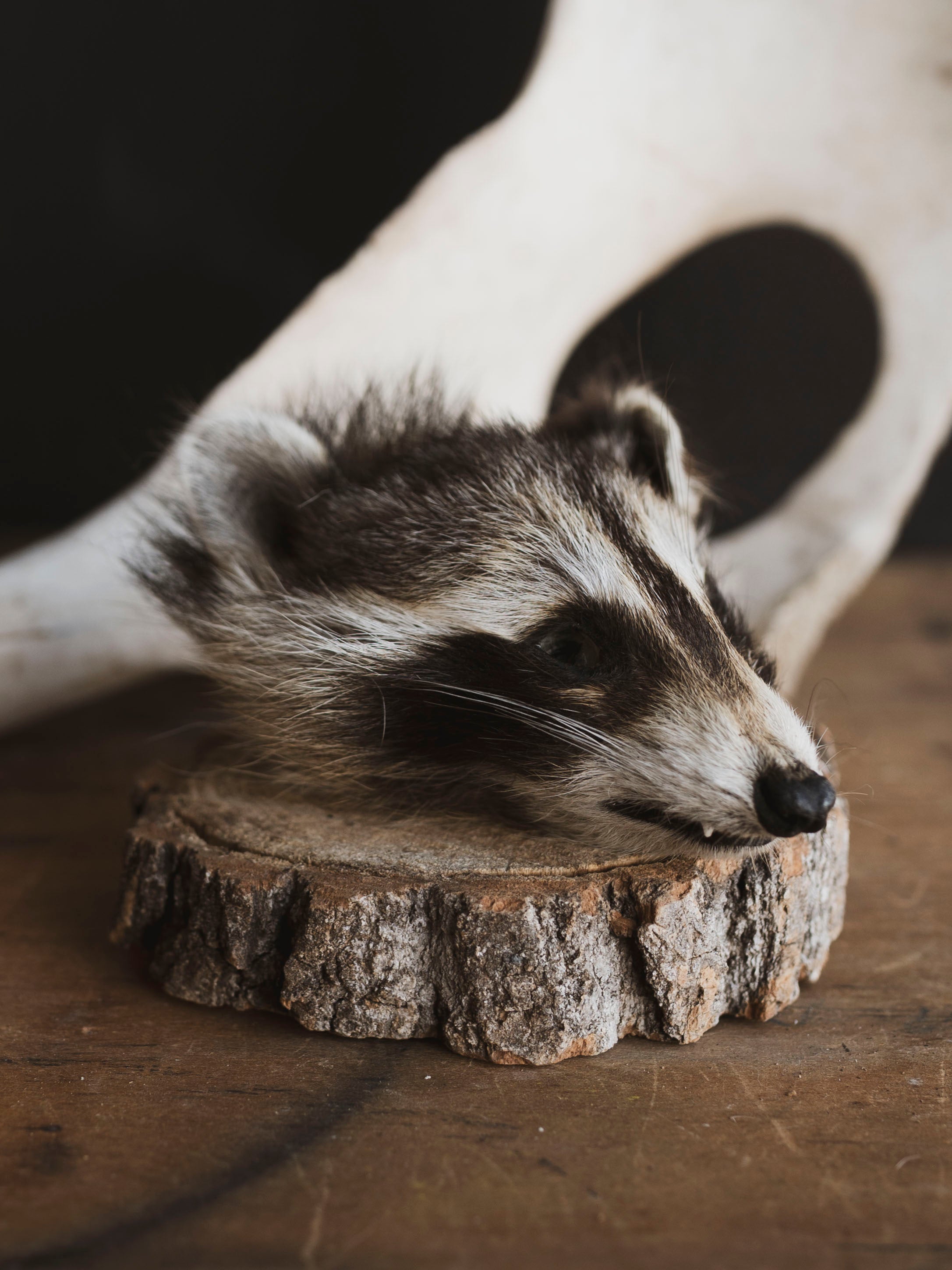 Mummified Raccoon Head, PS120