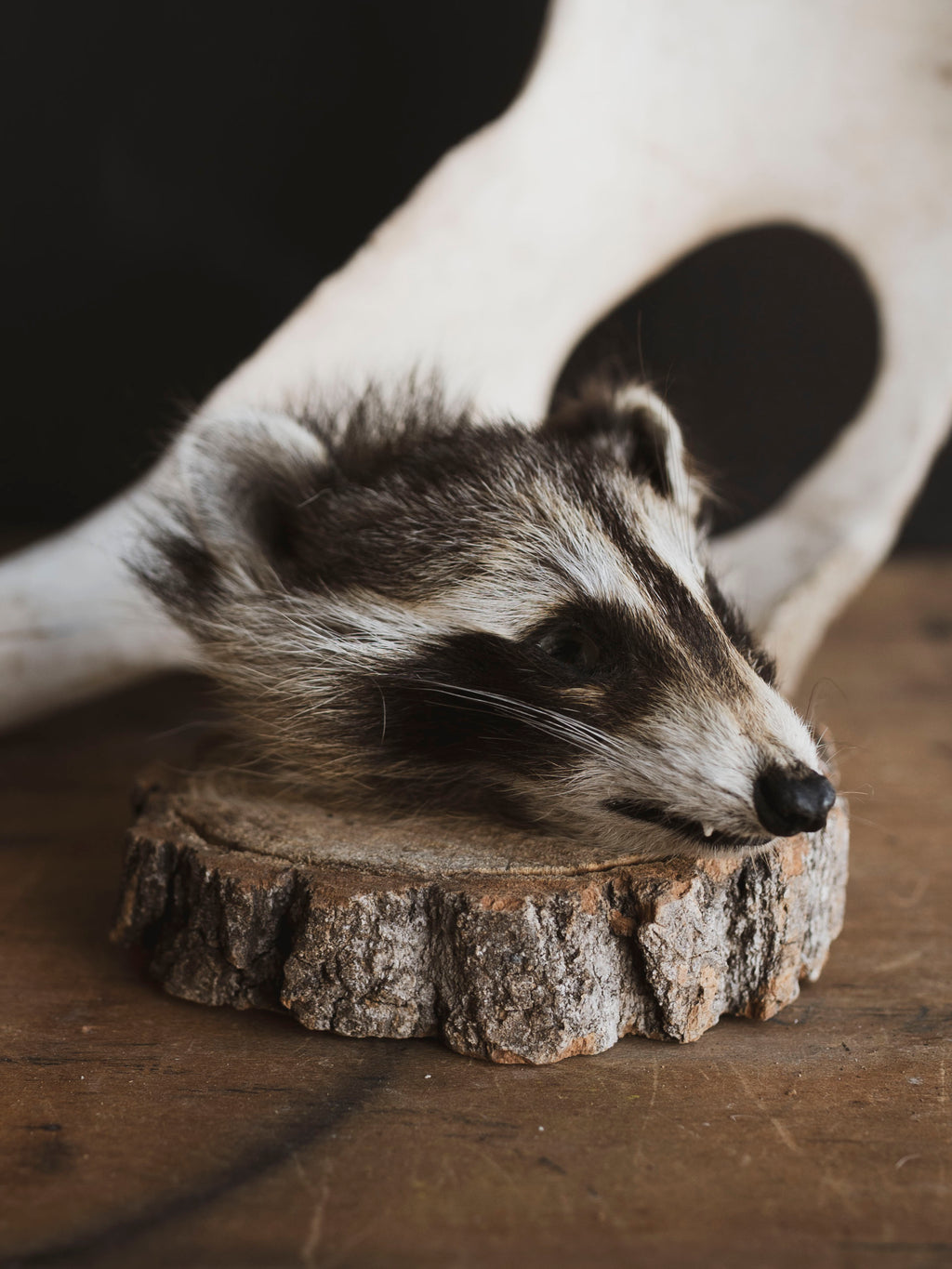 Mummified Raccoon Head, PS120