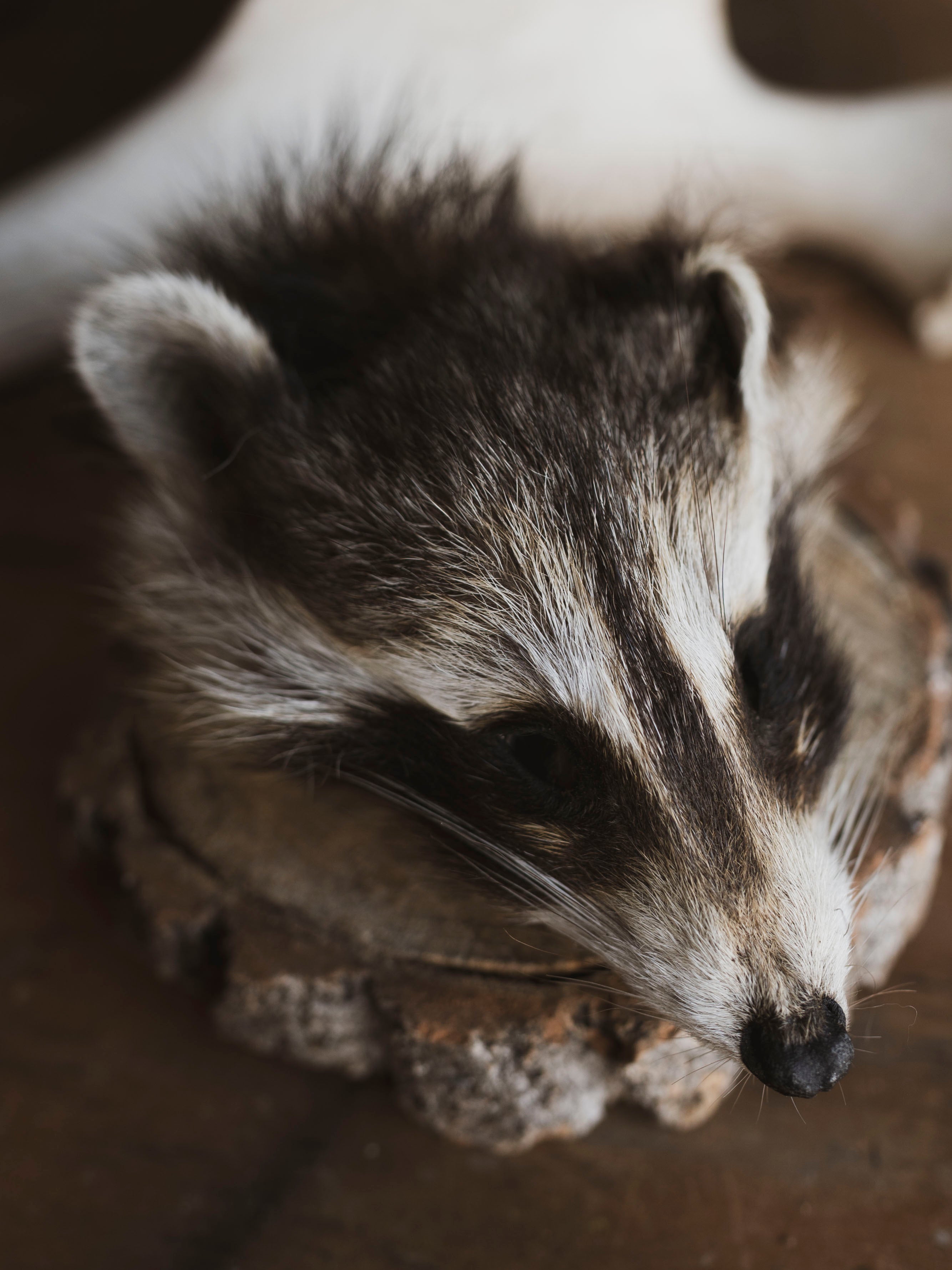 Mummified Raccoon Head, PS120