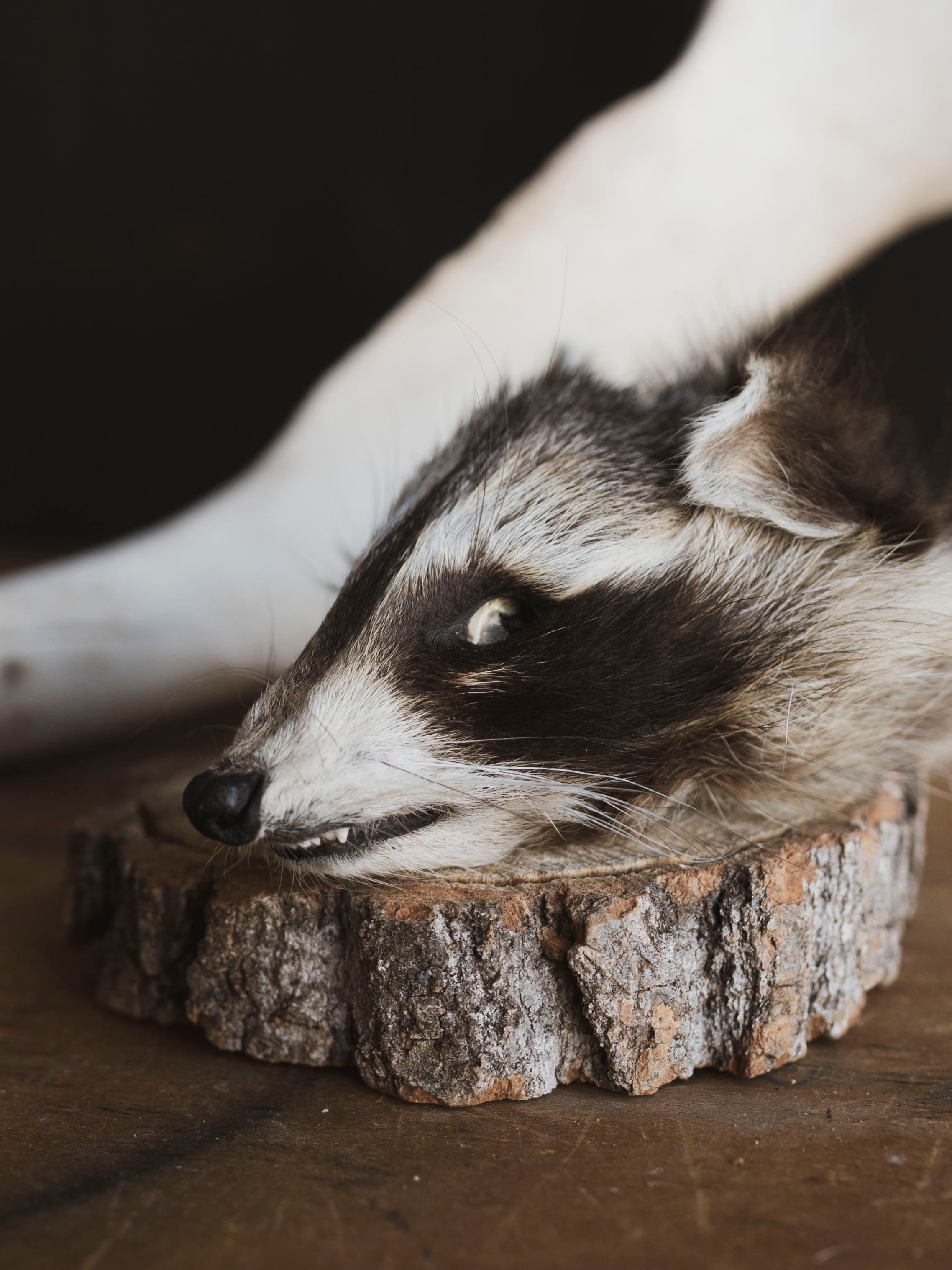 Mummified Raccoon Head, PS120