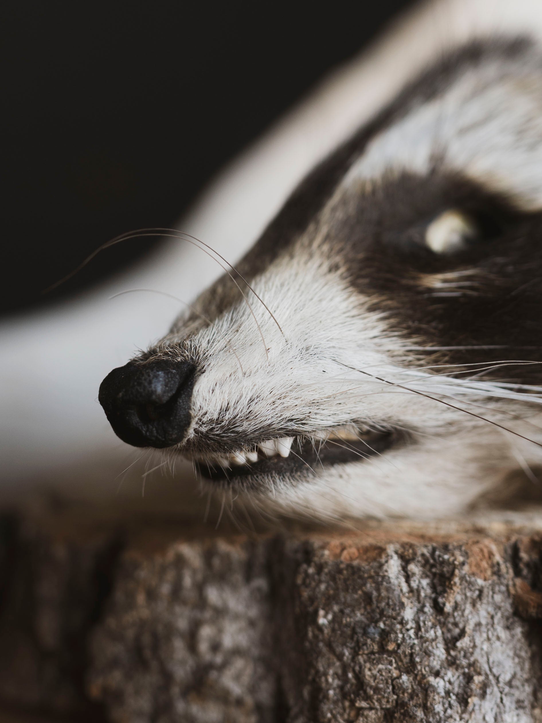 Mummified Raccoon Head, PS120