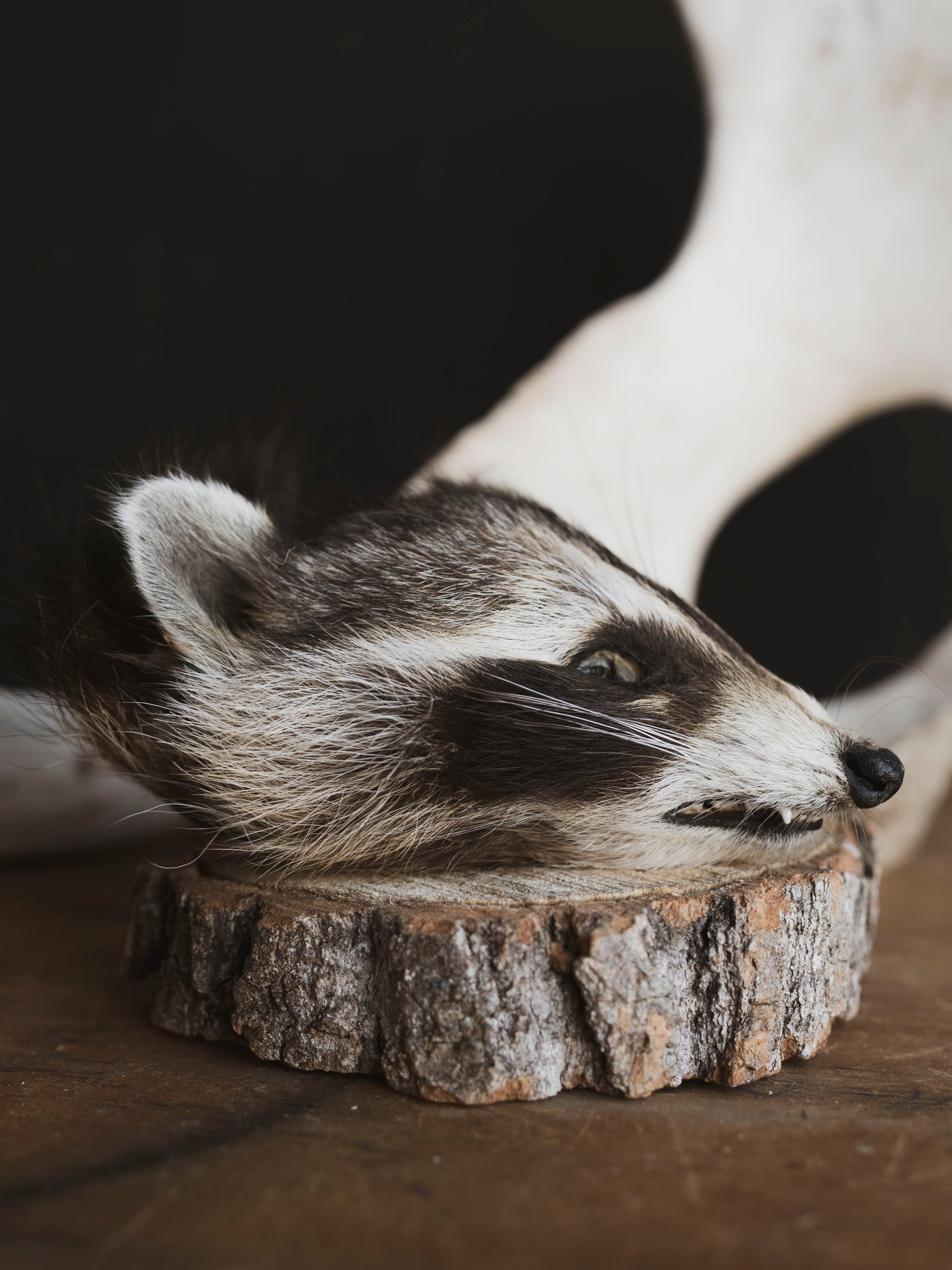 Mummified Raccoon Head, PS120