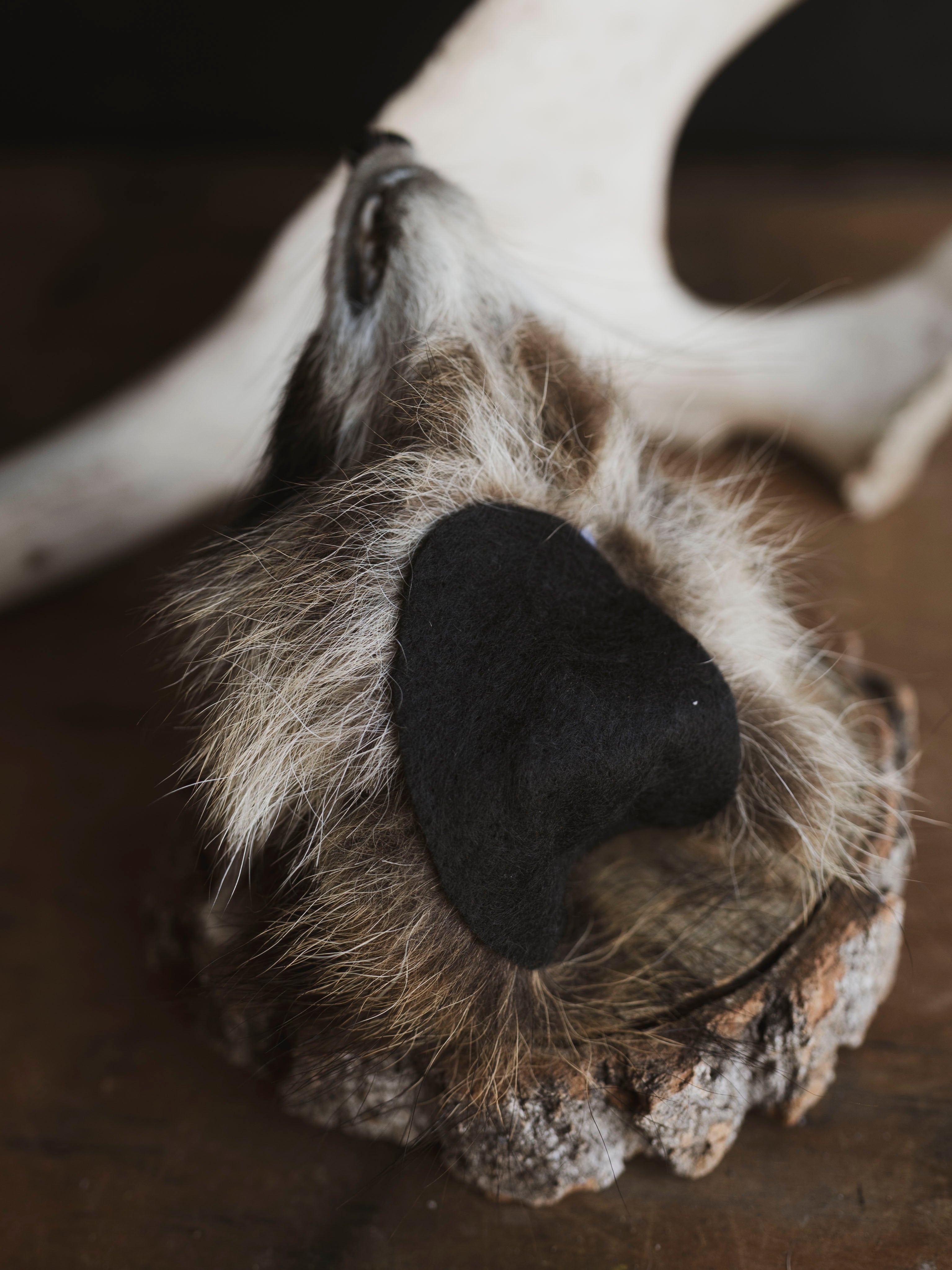 Mummified Raccoon Head, PS120