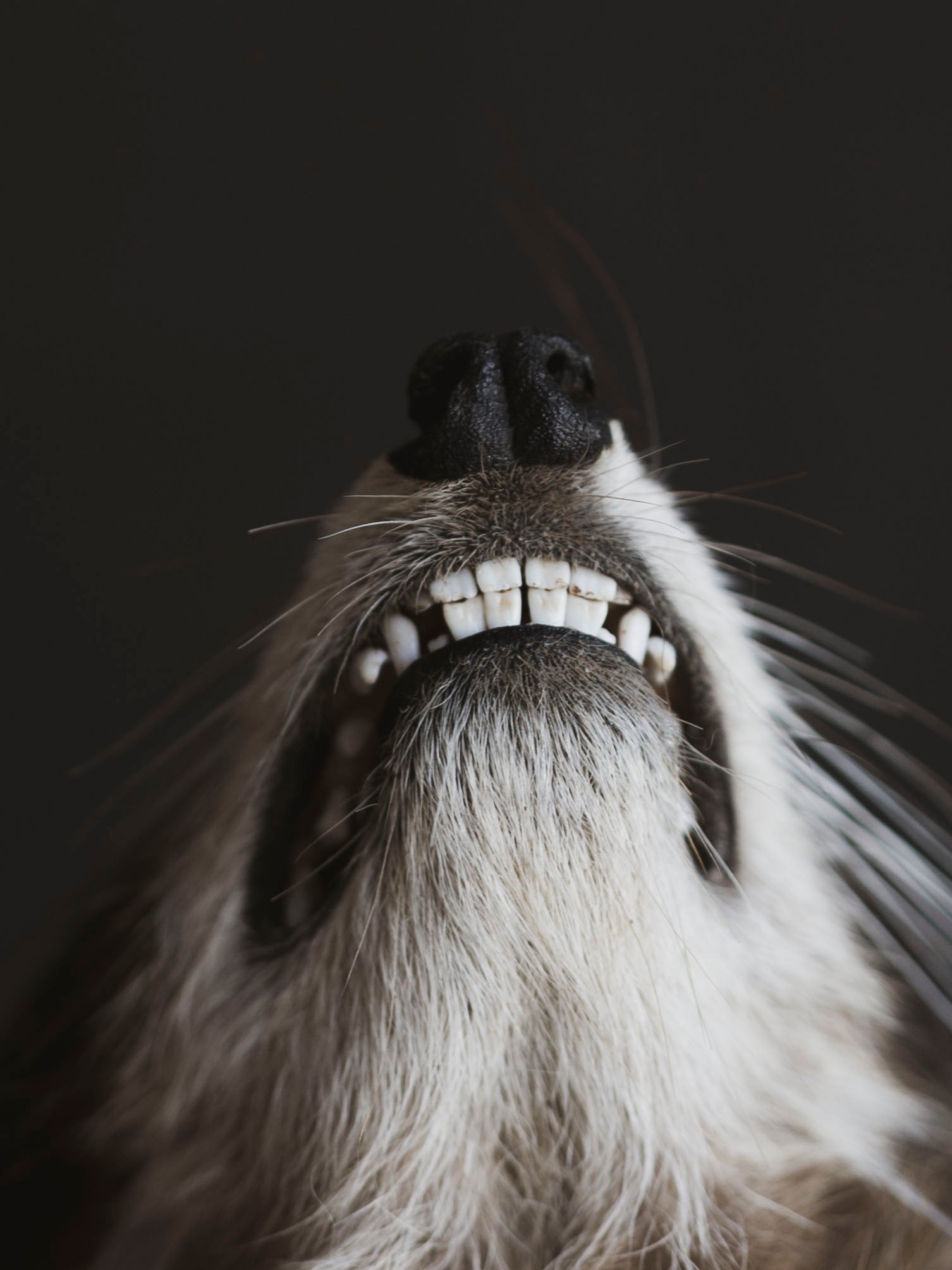 Mummified Raccoon Head, PS120