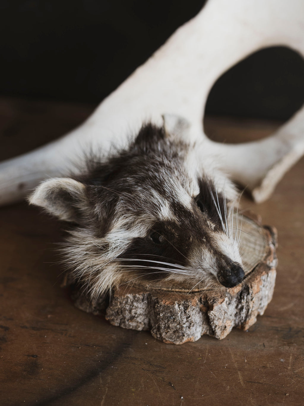 Mummified Raccoon Head, PS130