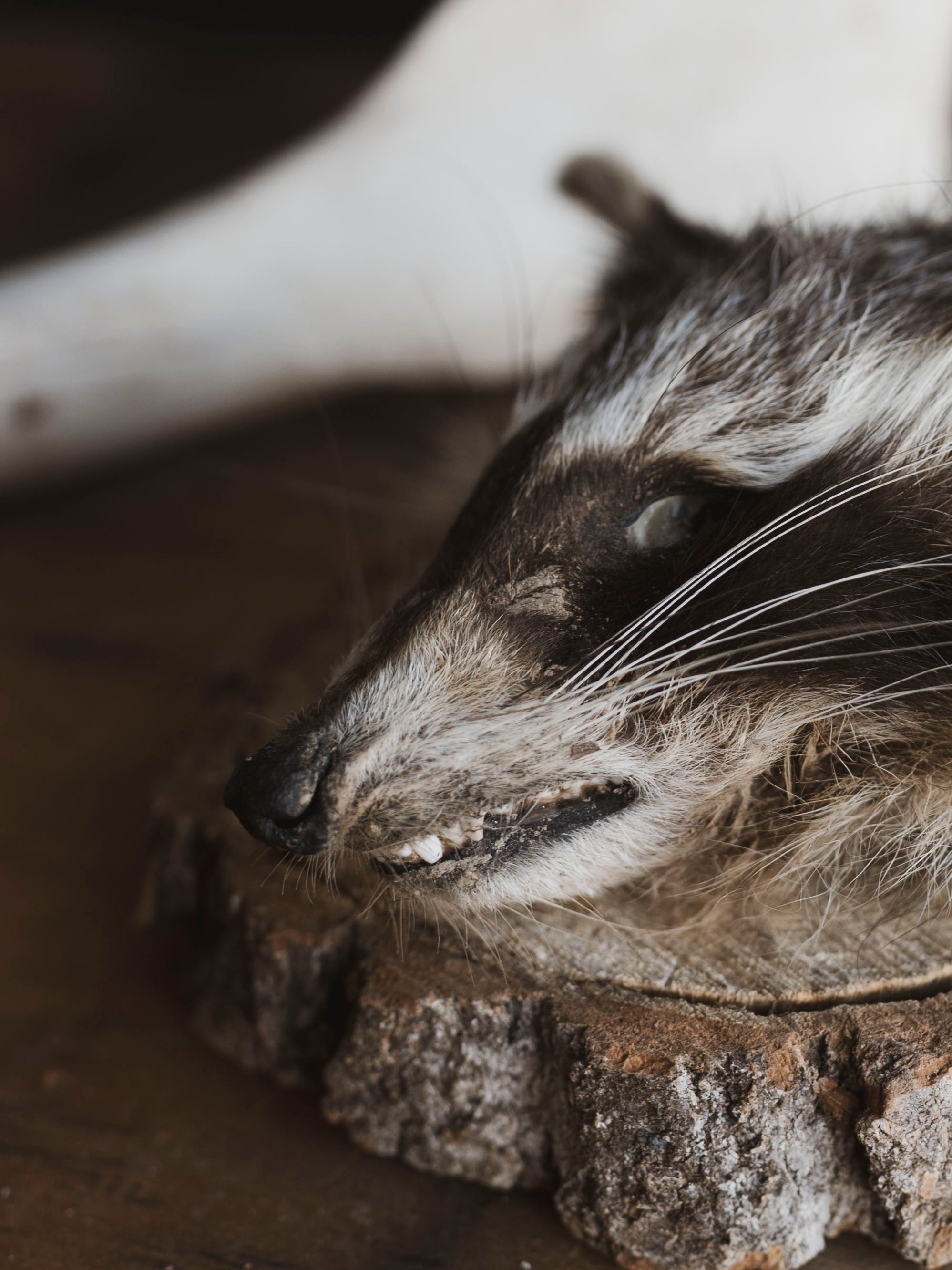 Mummified Raccoon Head, PS130