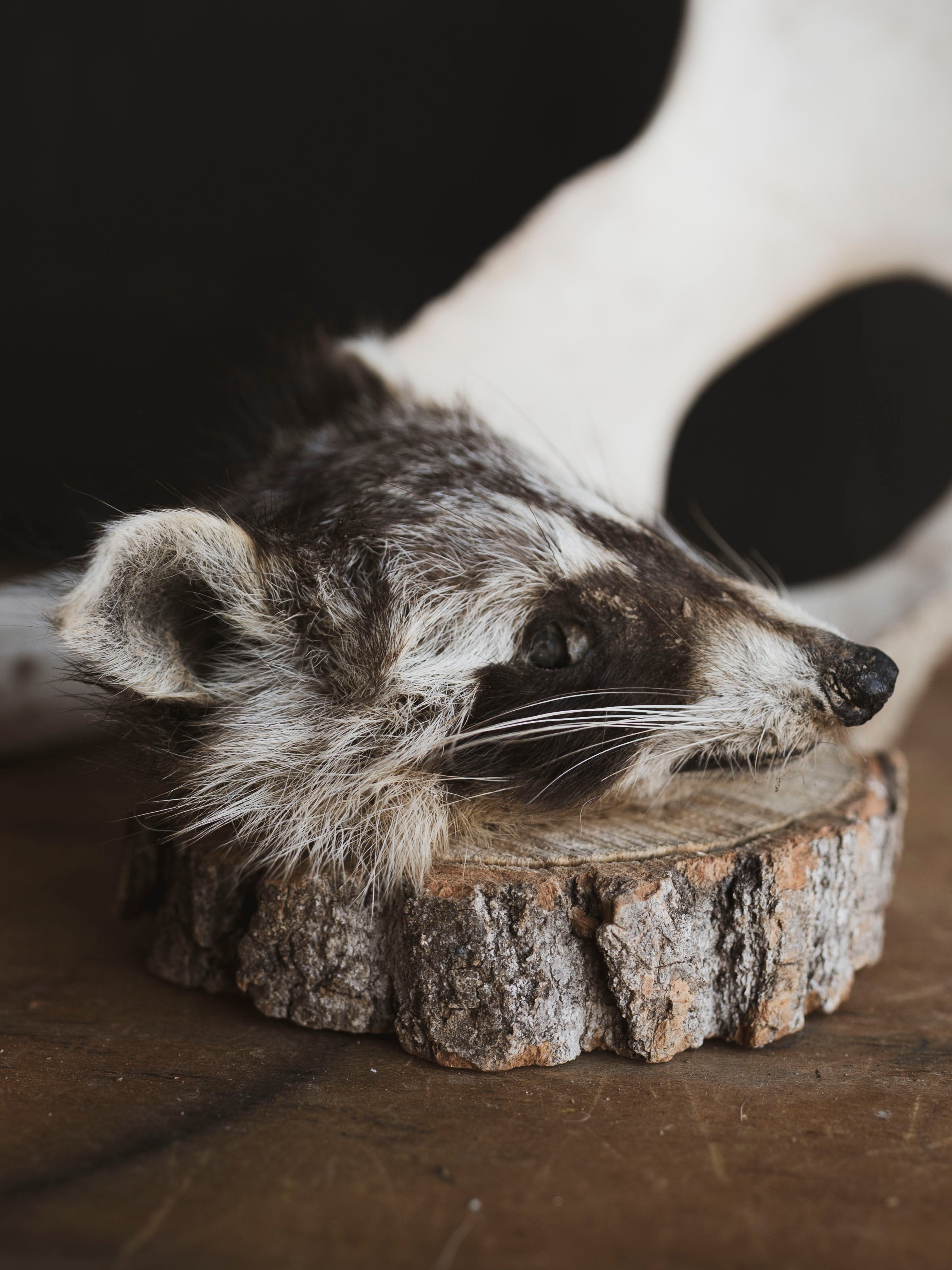 Mummified Raccoon Head, PS130