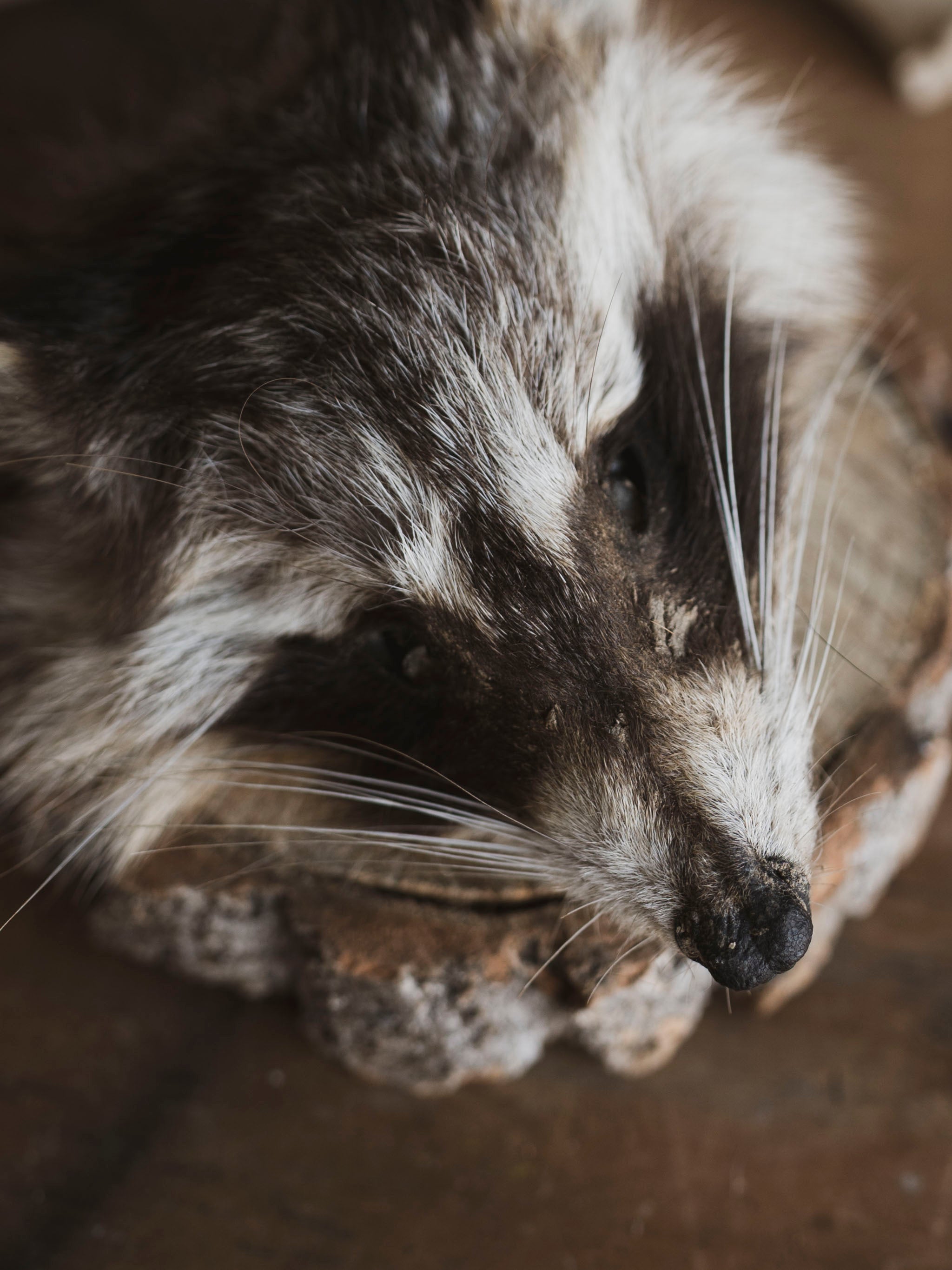 Mummified Raccoon Head, PS130