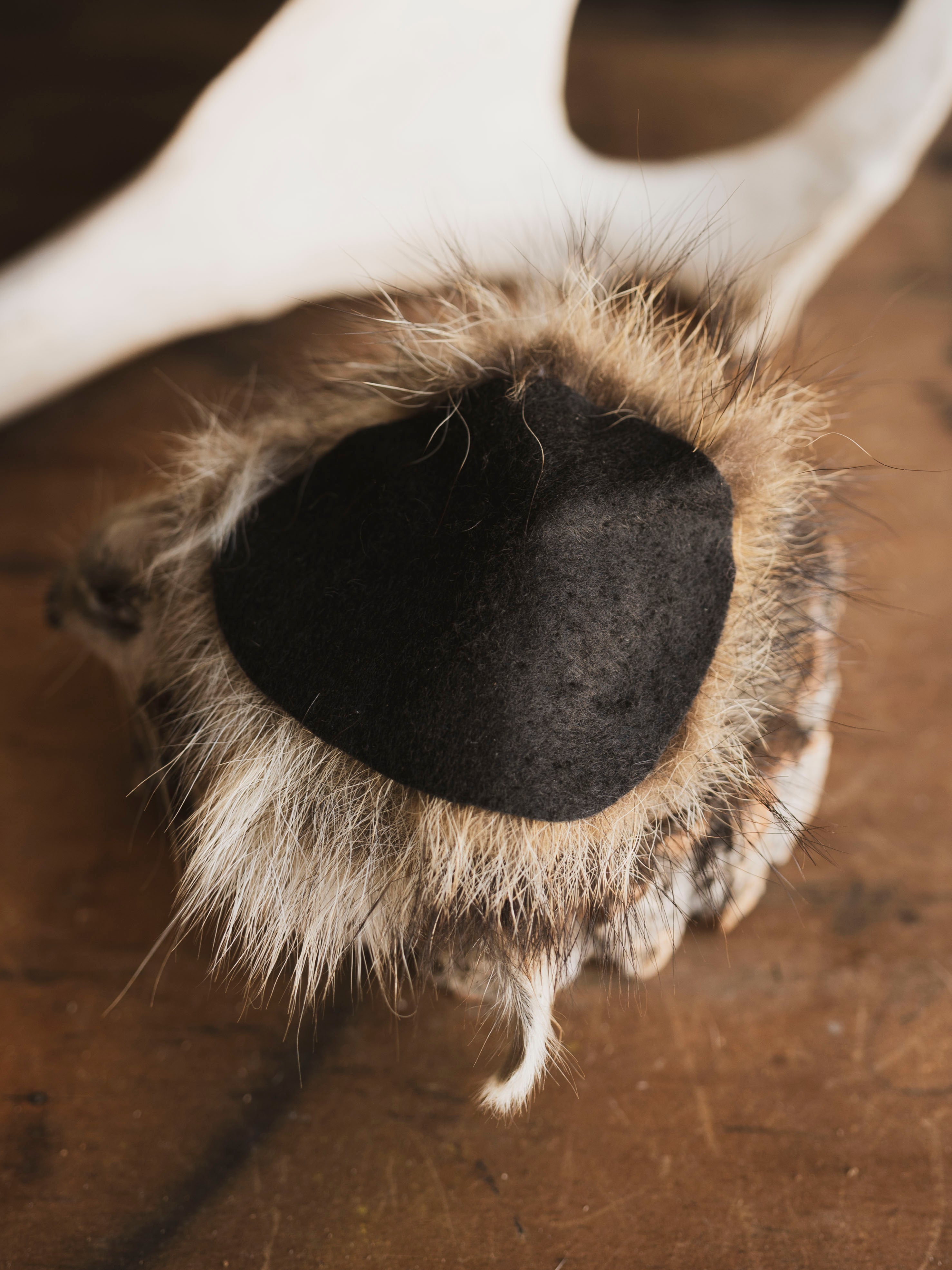 Mummified Raccoon Head, PS130