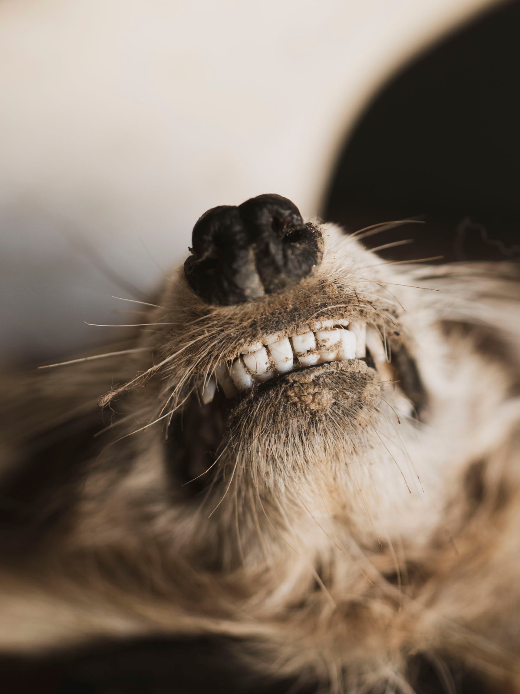 Mummified Raccoon Head, PS130