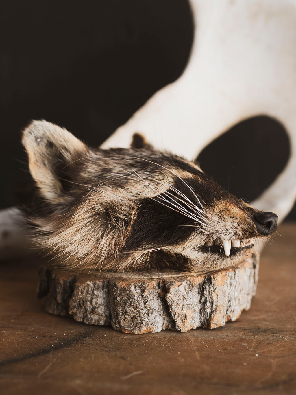 Mummified Raccoon Head, PS131