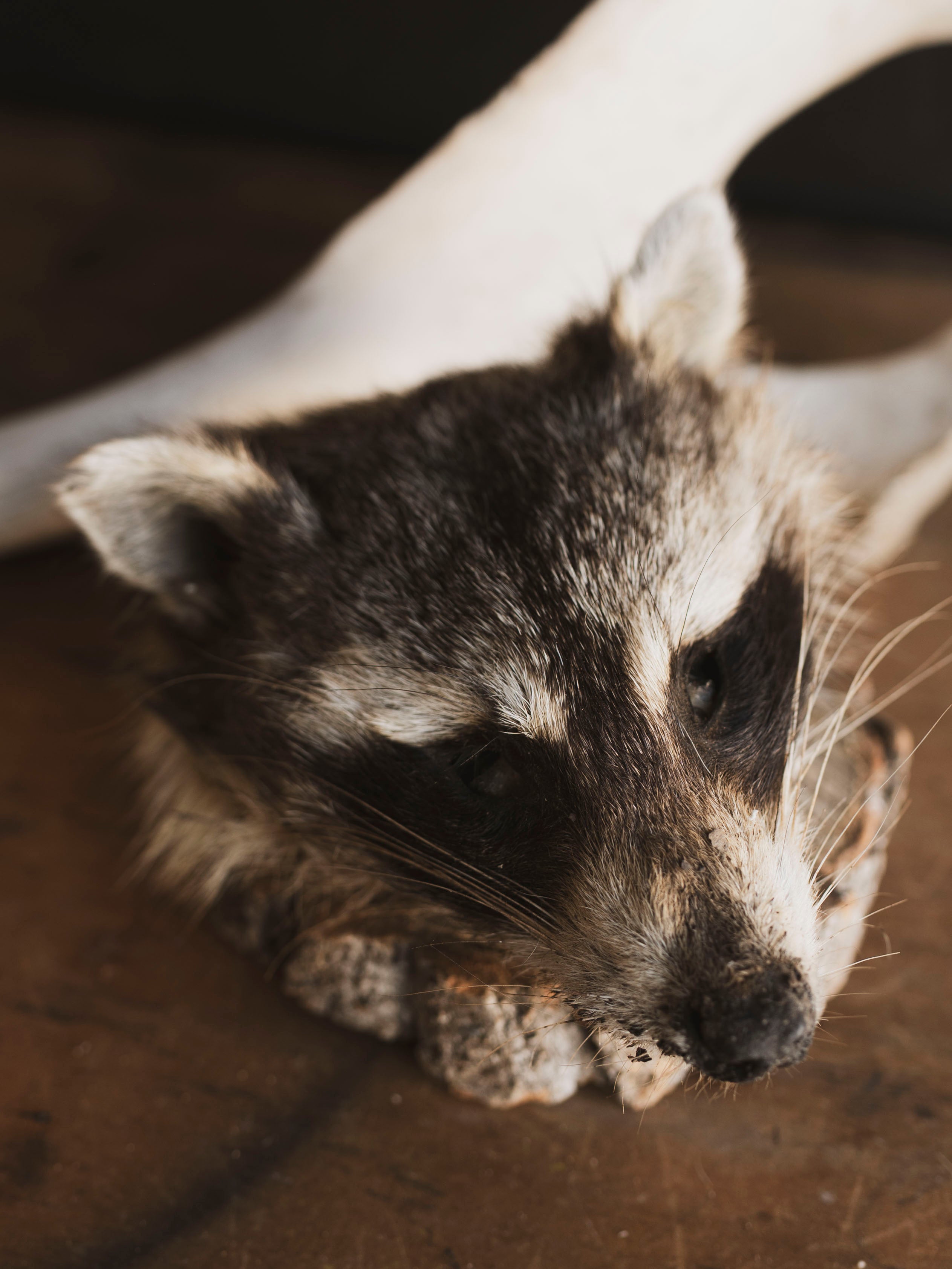 Mummified Raccoon Head, PS123