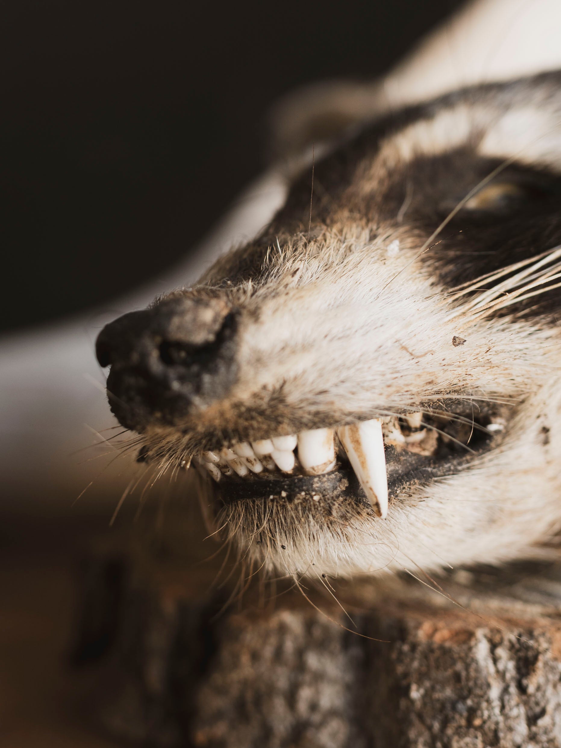 Mummified Raccoon Head, PS123