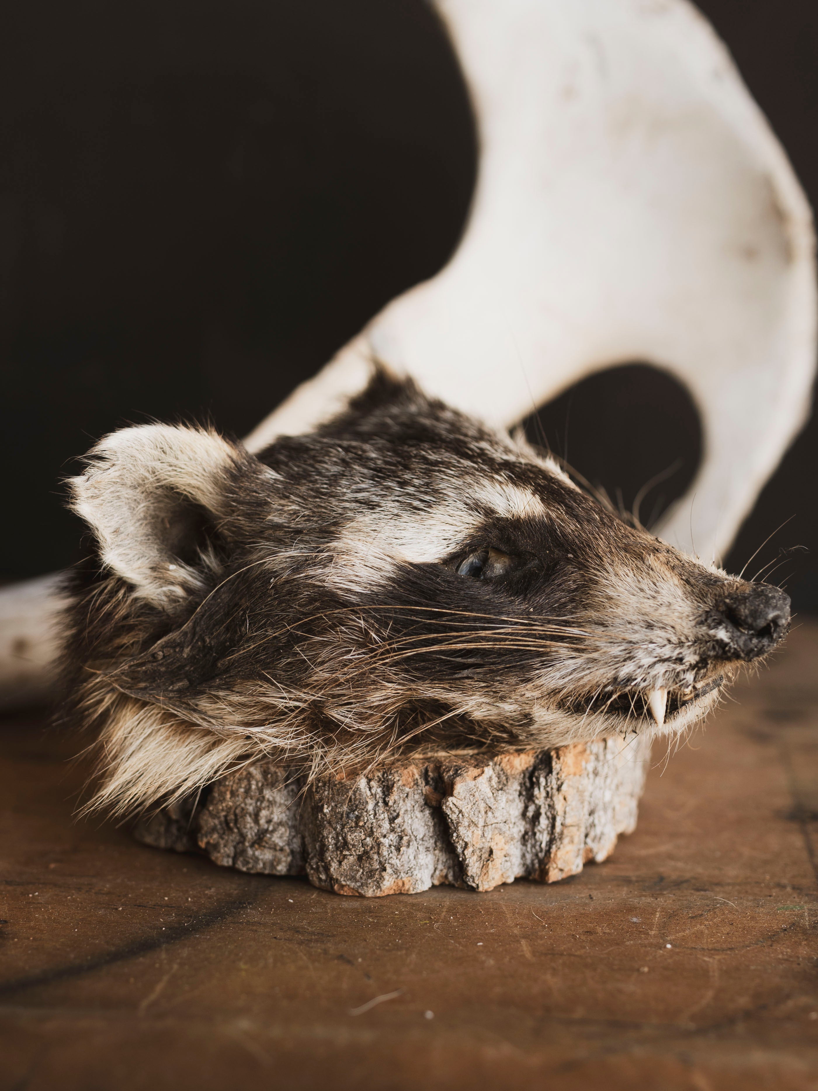 Mummified Raccoon Head, PS123