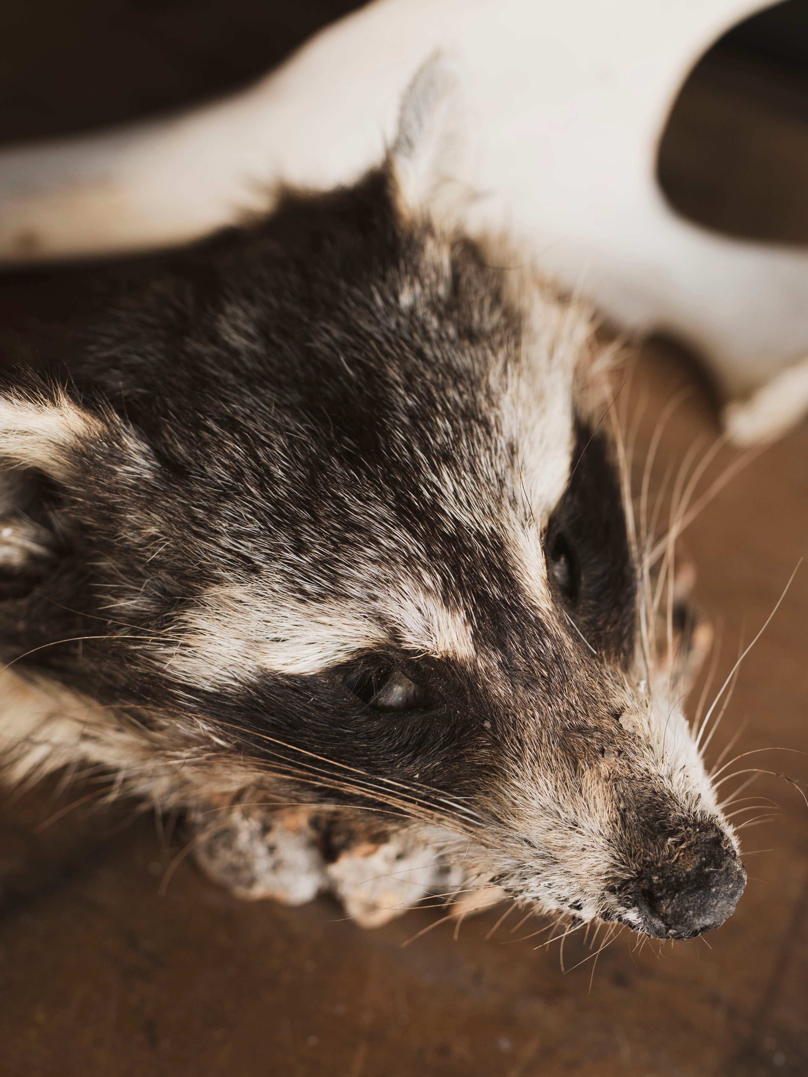 Mummified Raccoon Head, PS123