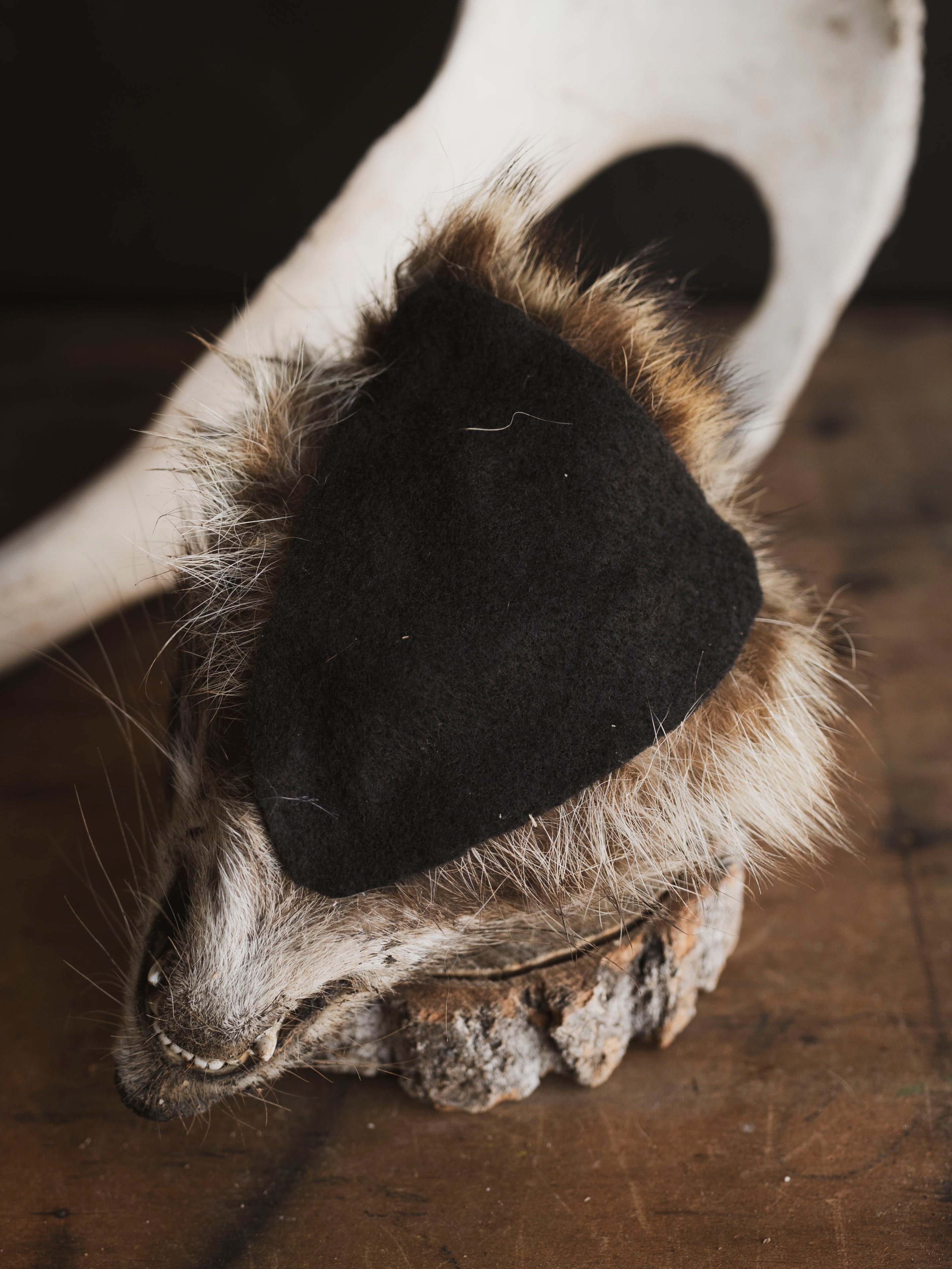 Mummified Raccoon Head, PS123