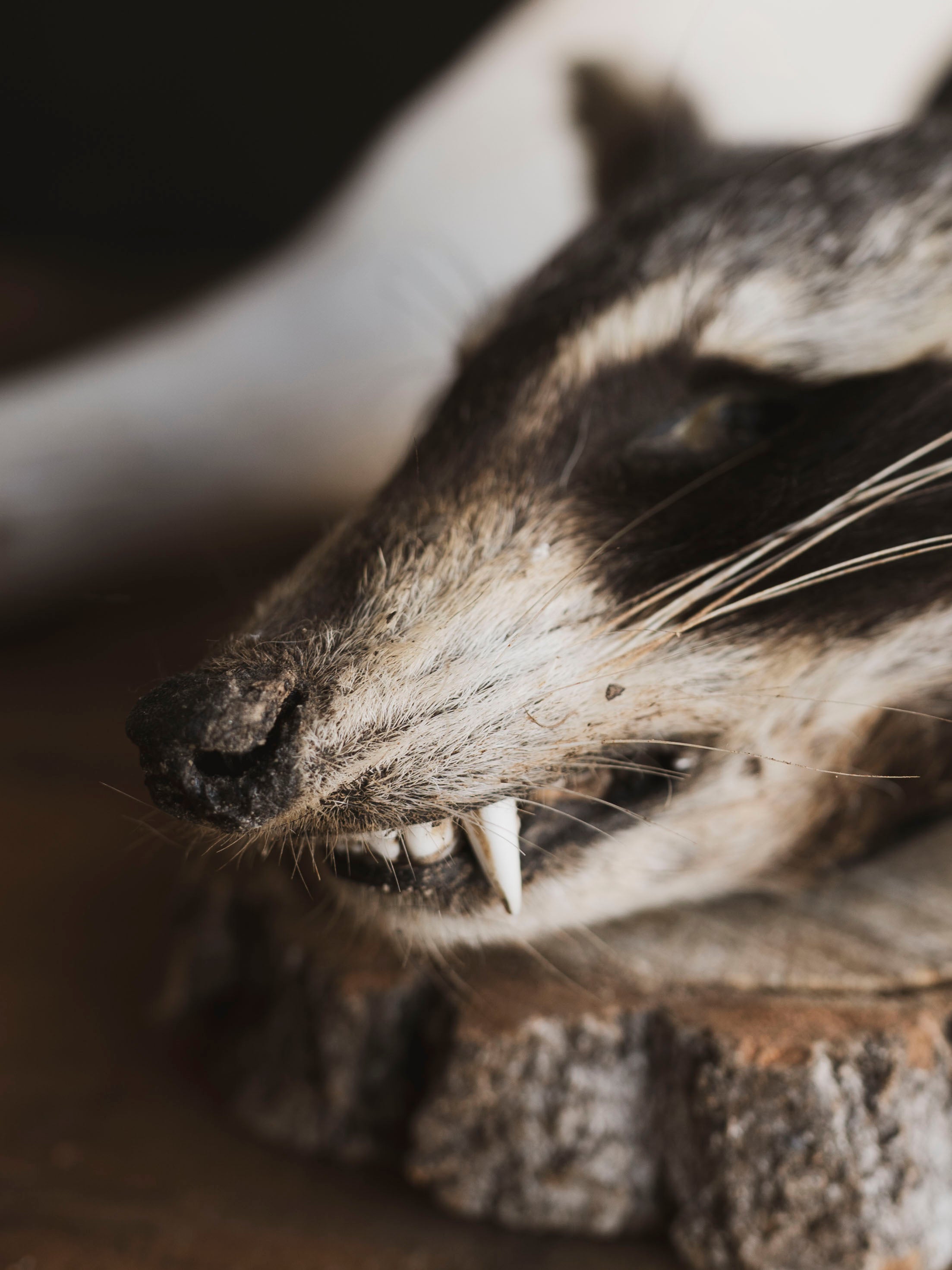 Mummified Raccoon Head, PS123