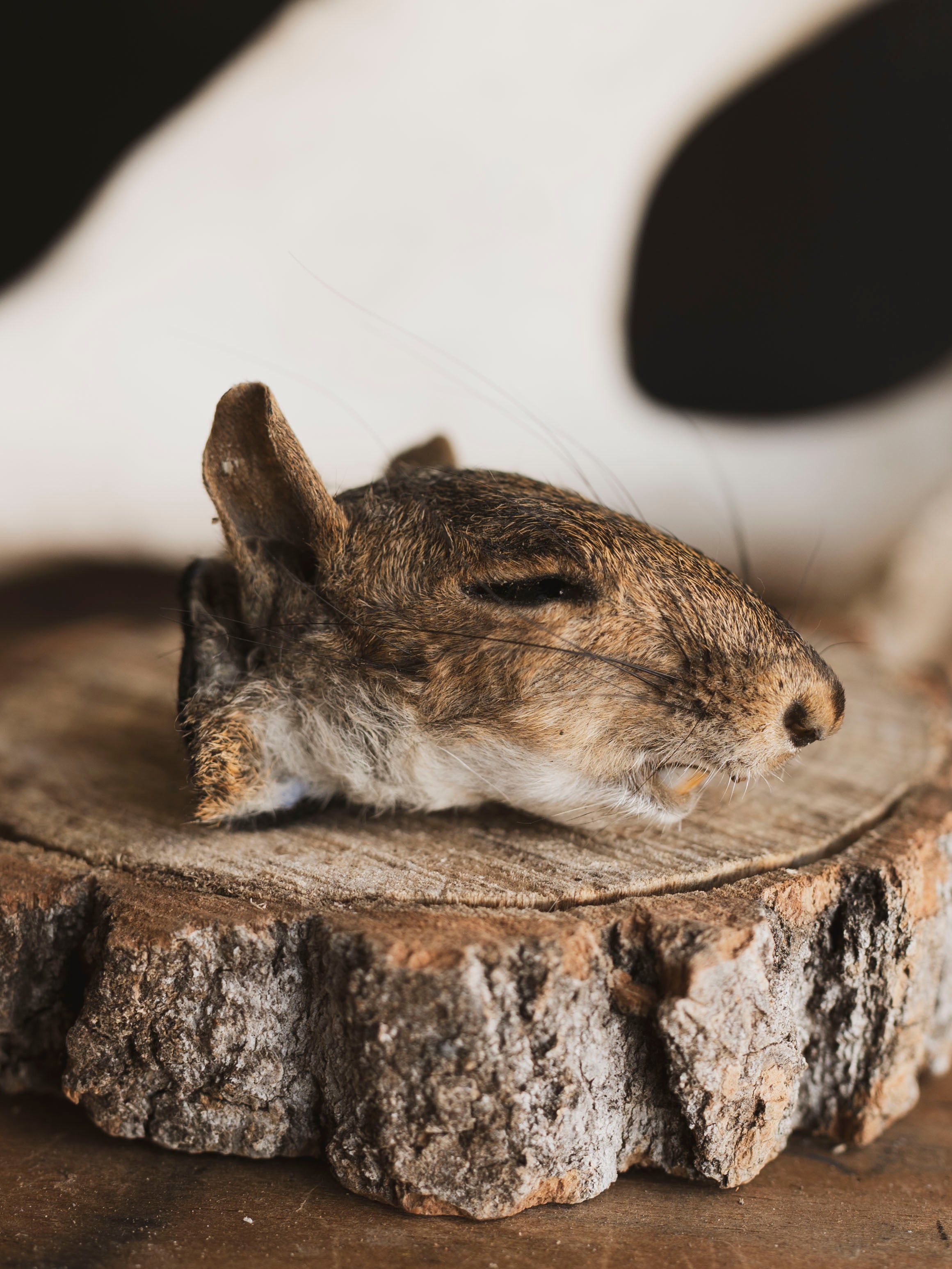 Mummified Squirrel Head, PS334