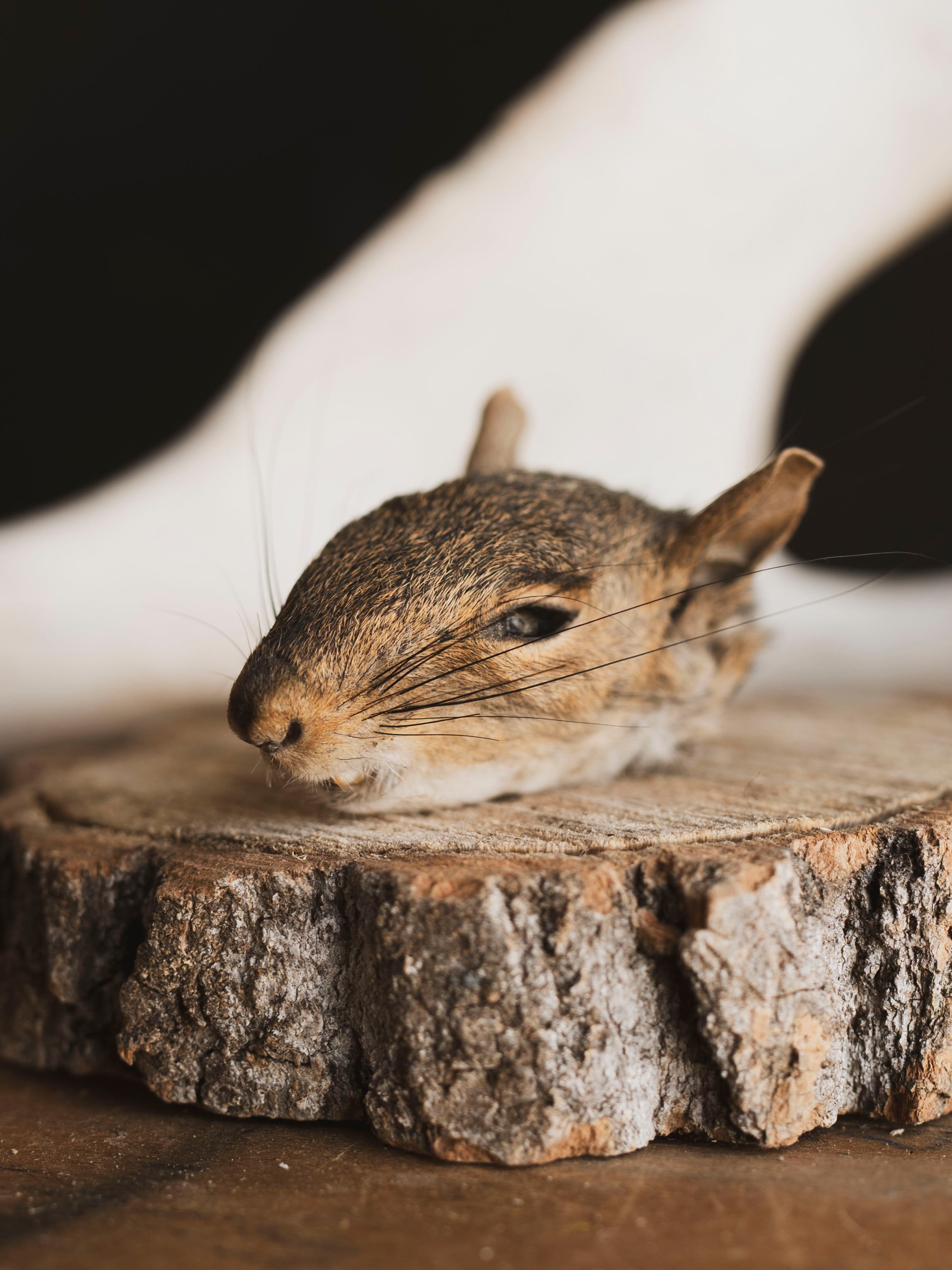 Mummified Squirrel Head, PS334
