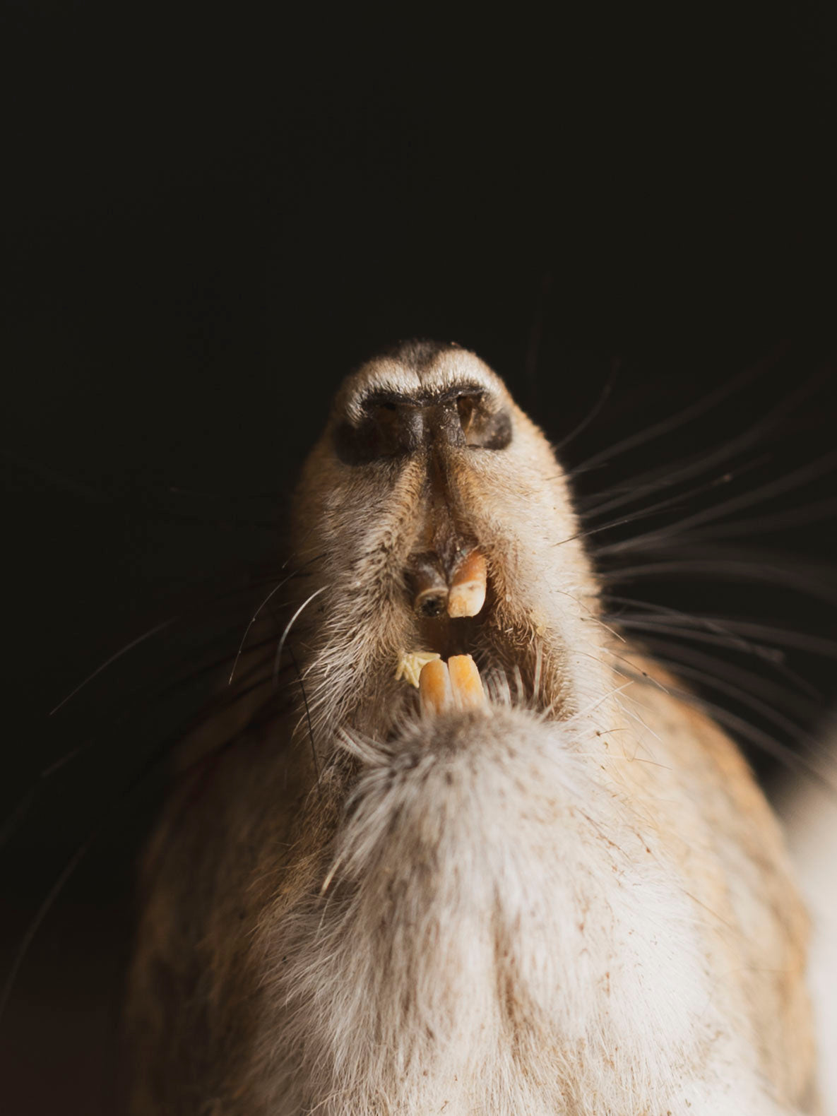 Mummified Squirrel Head, PS334