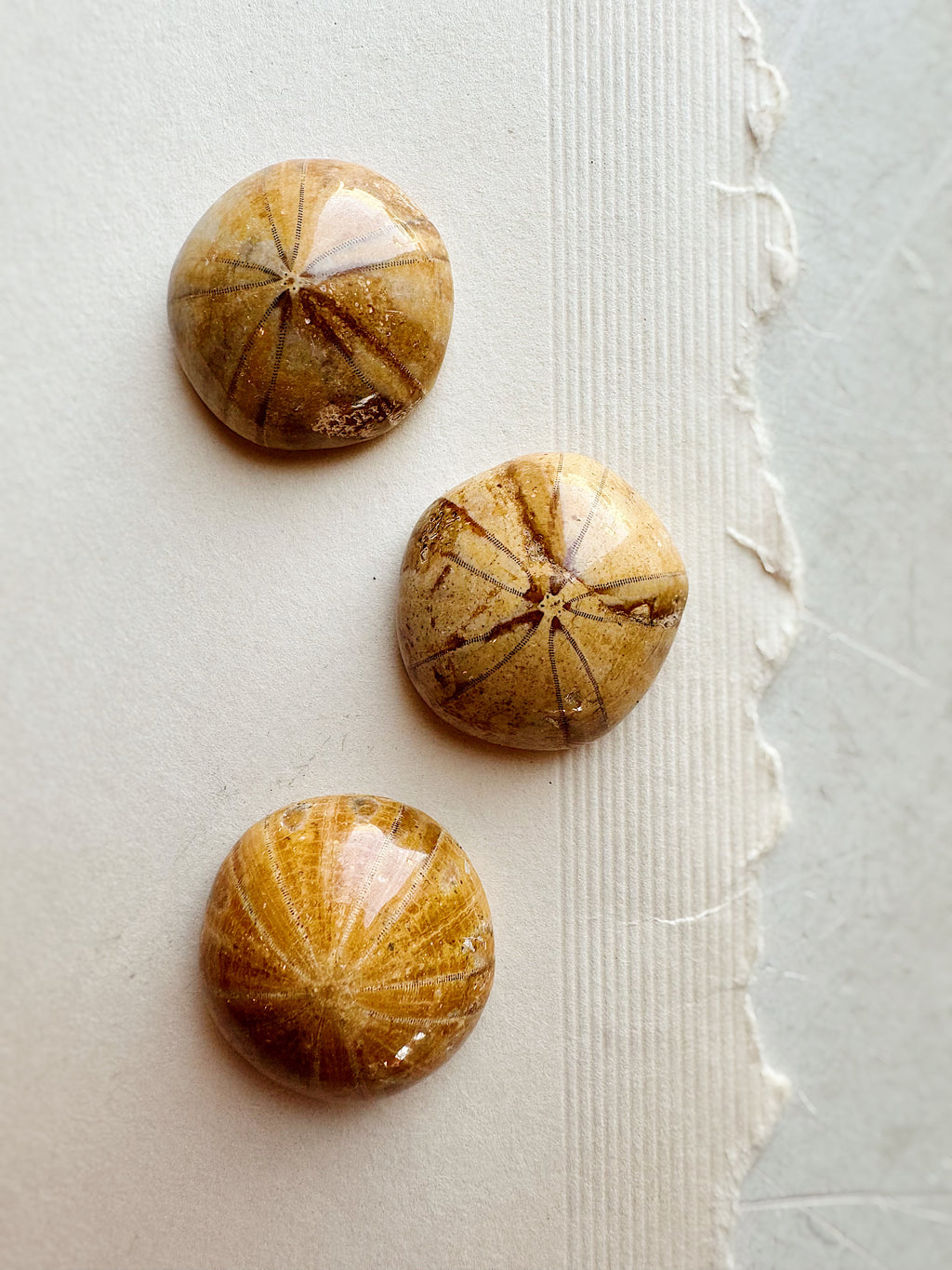 1" Fossilized Sea Urchin, RM107