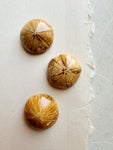 1" Fossilized Sea Urchin, RM107