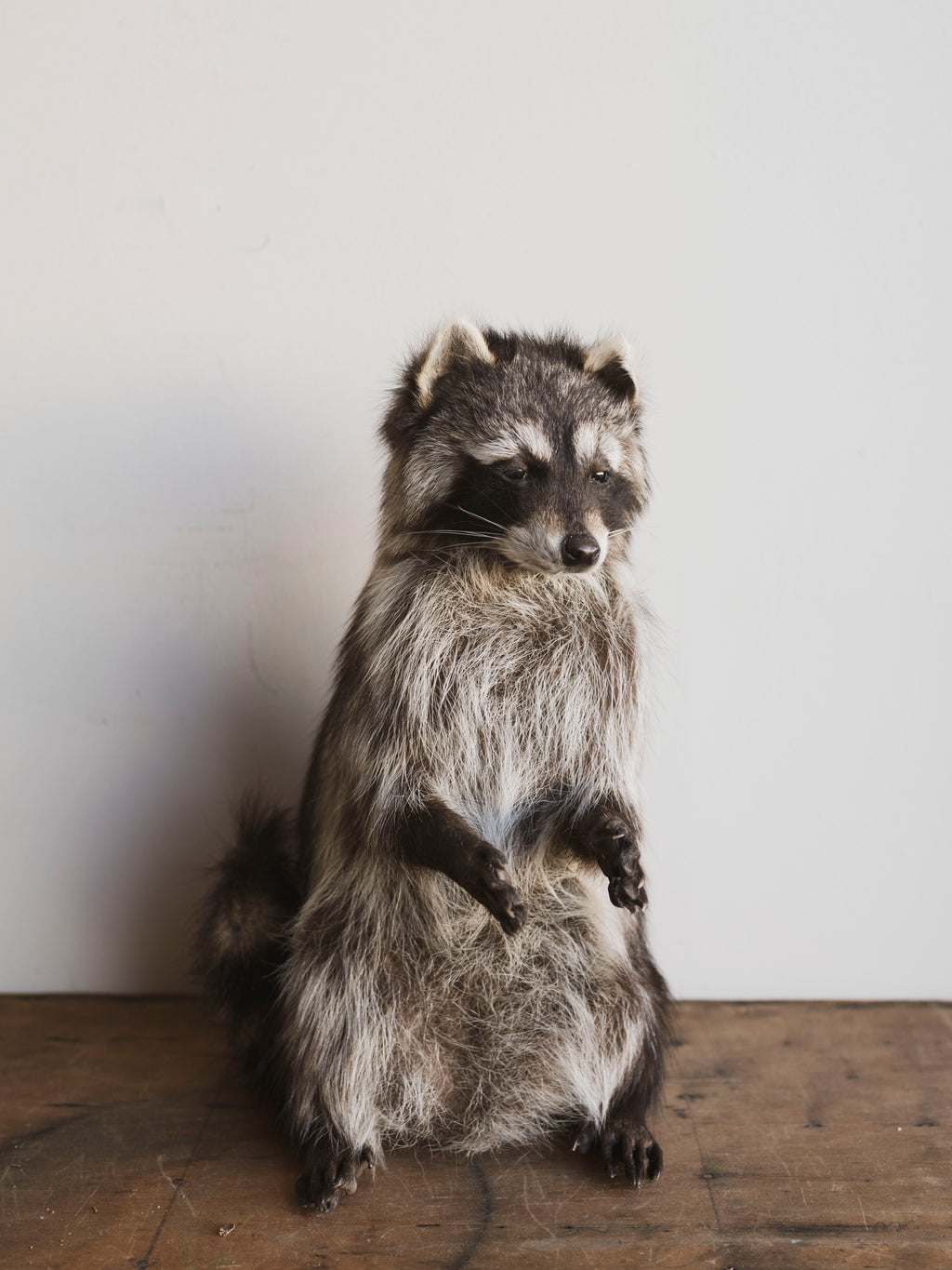 Empty Handed Raccoon Taxidermy (Fitz), TA279