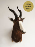 Blesbok Shoulder Mount Taxidermy (Bilbo), TA124