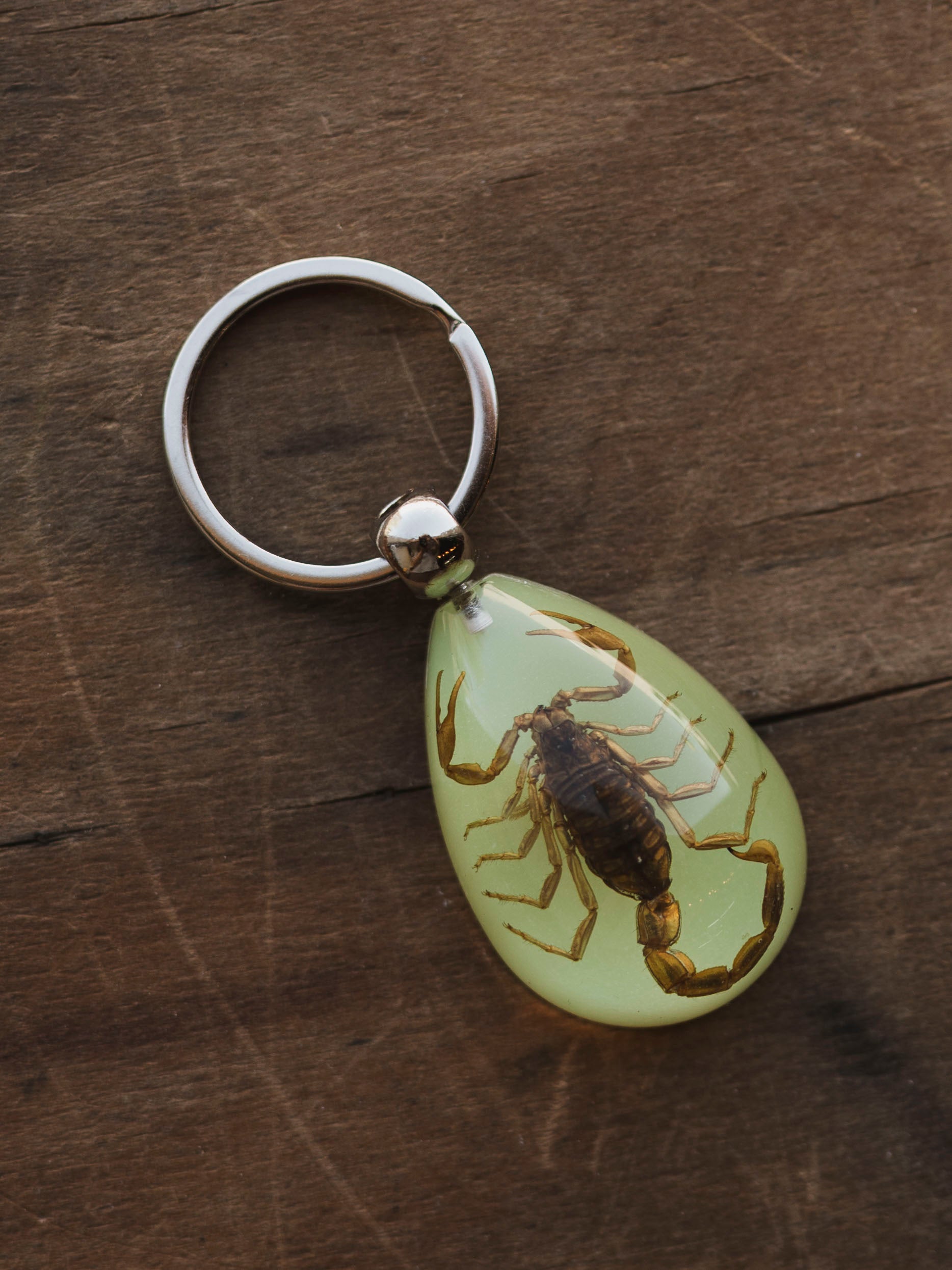 Acrylic Insect Keychain, CA1450 – Black Moth
