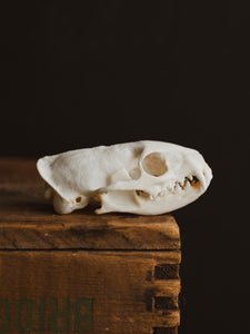 Mongoose Skull, SB1010