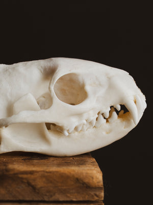 Mongoose Skull, SB1010