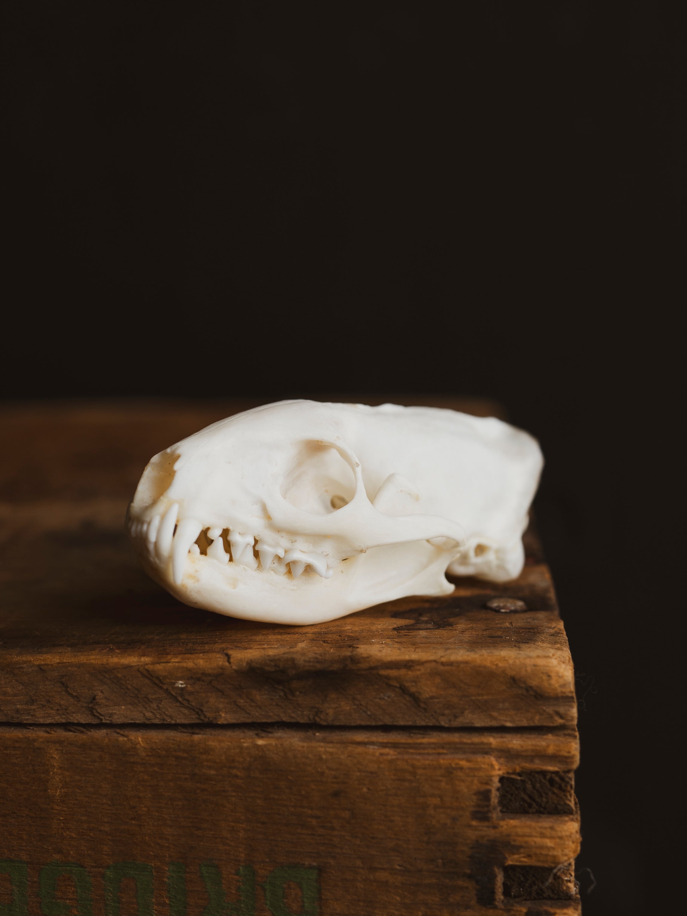 Mongoose Skull, SB1010